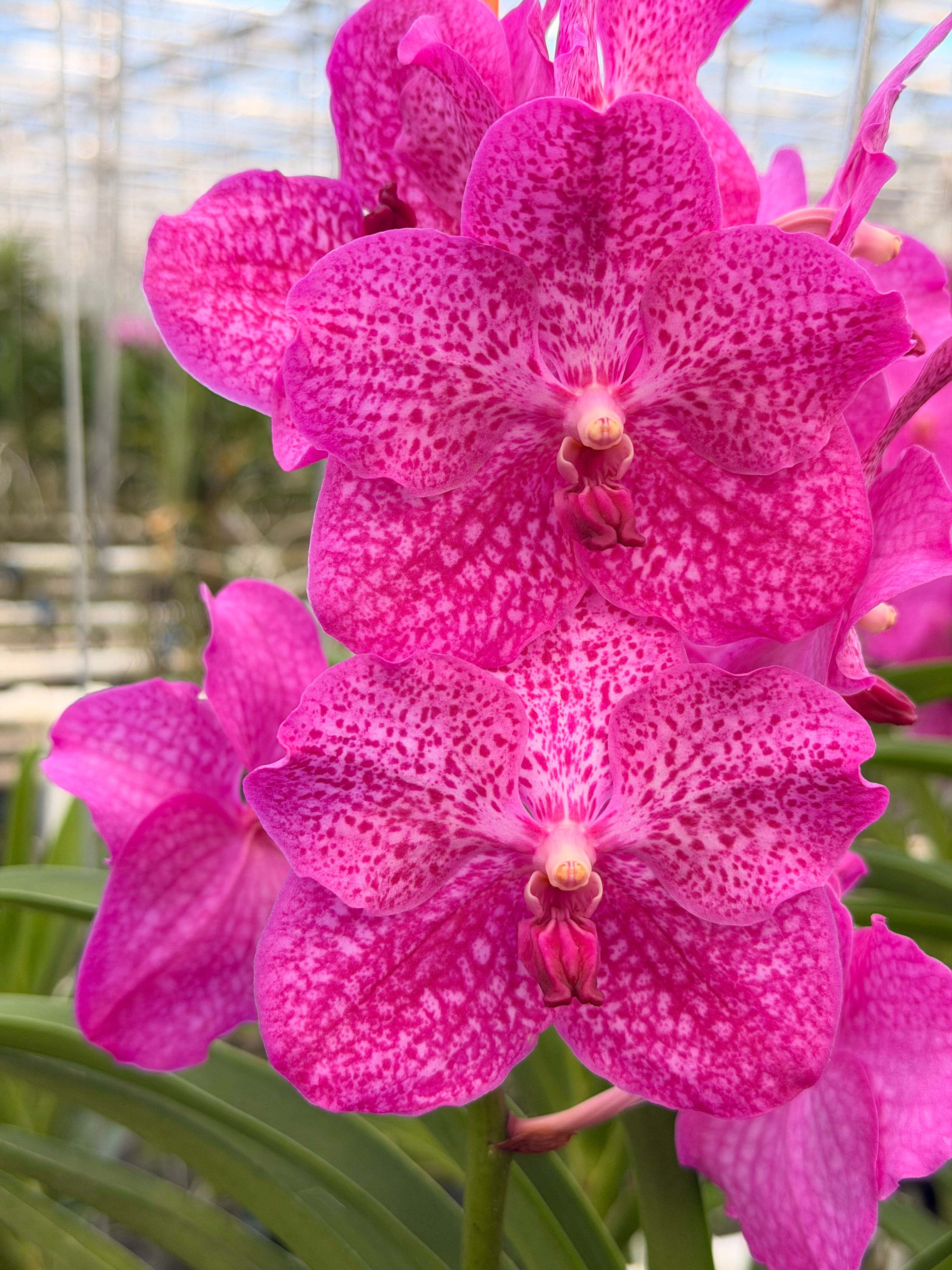 Vanda Pink Magic