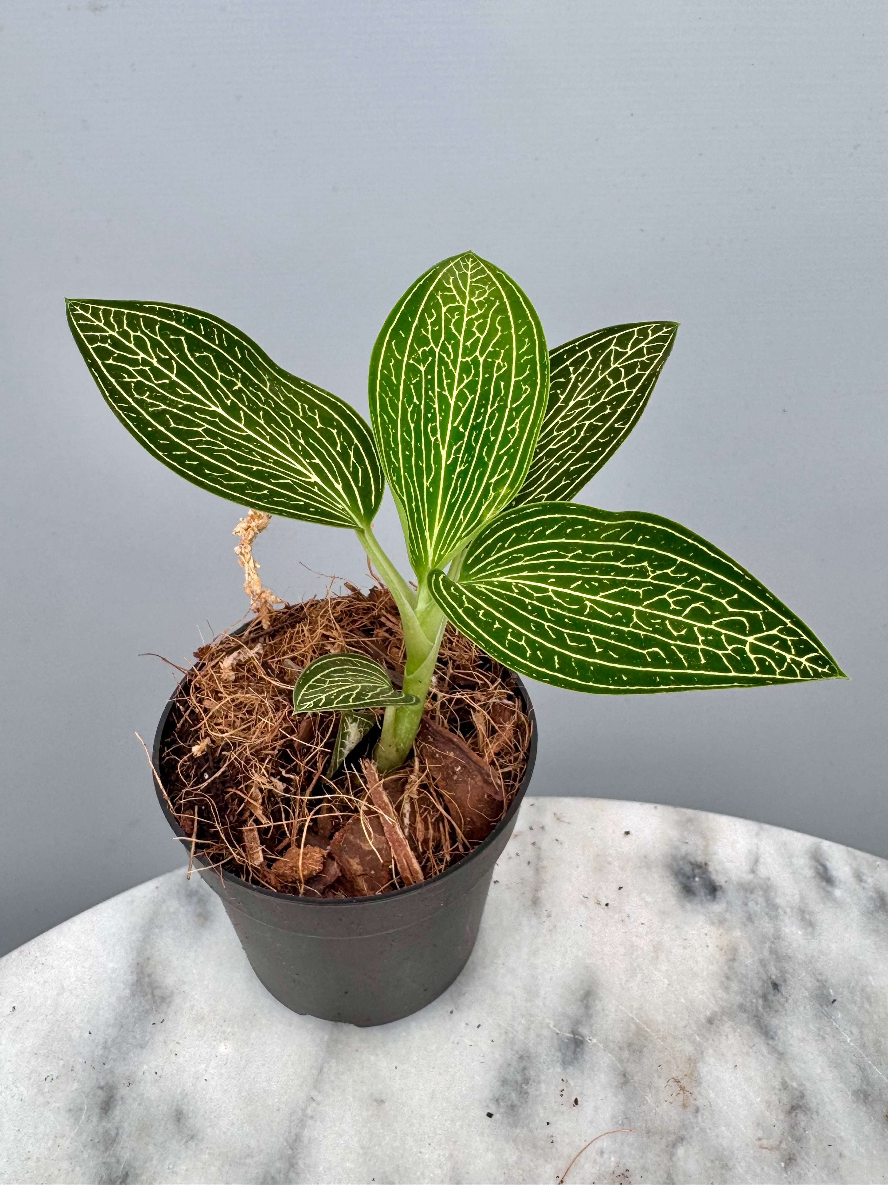 Ludisia discolor var. alba 'Gold Vein'