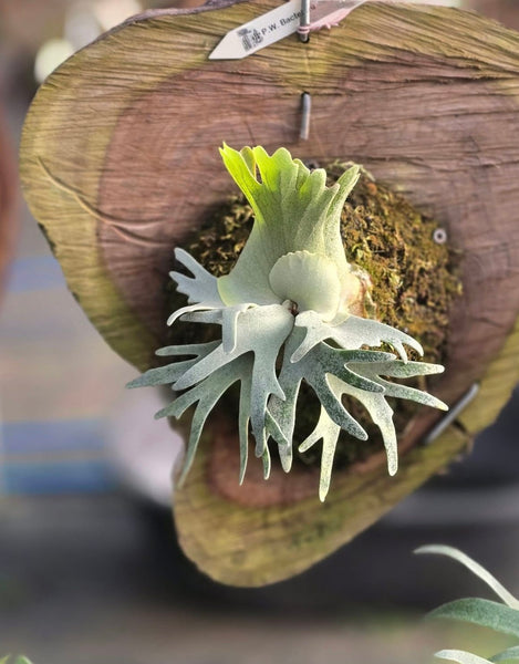 Platycerium willinckii 