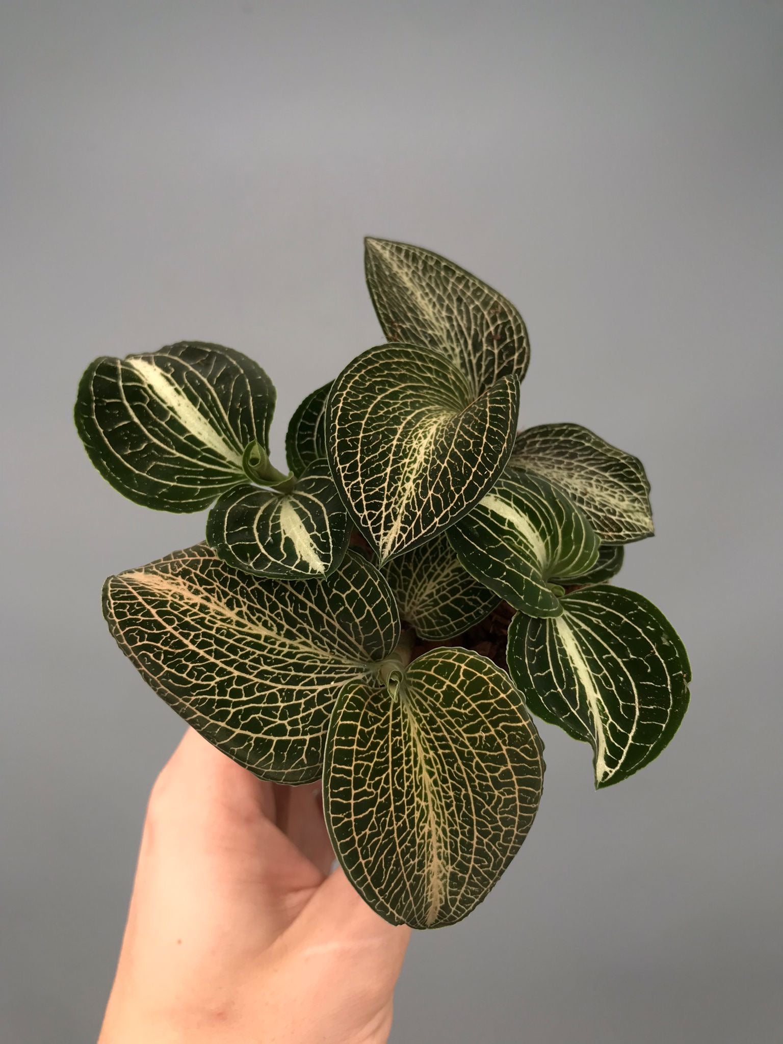 Anoectochilus formosanus x burmanicus Green ‘Big Plant’ (3 plants)
