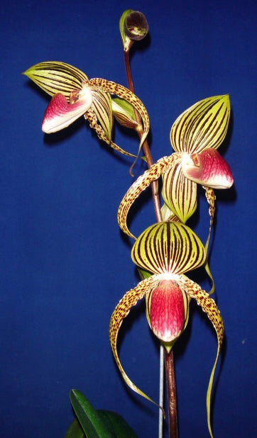 Paphiopedilum.HUNG SHENG EAGLE (GIGANTIFOLIUM X ROTHSCHILDIANUM)