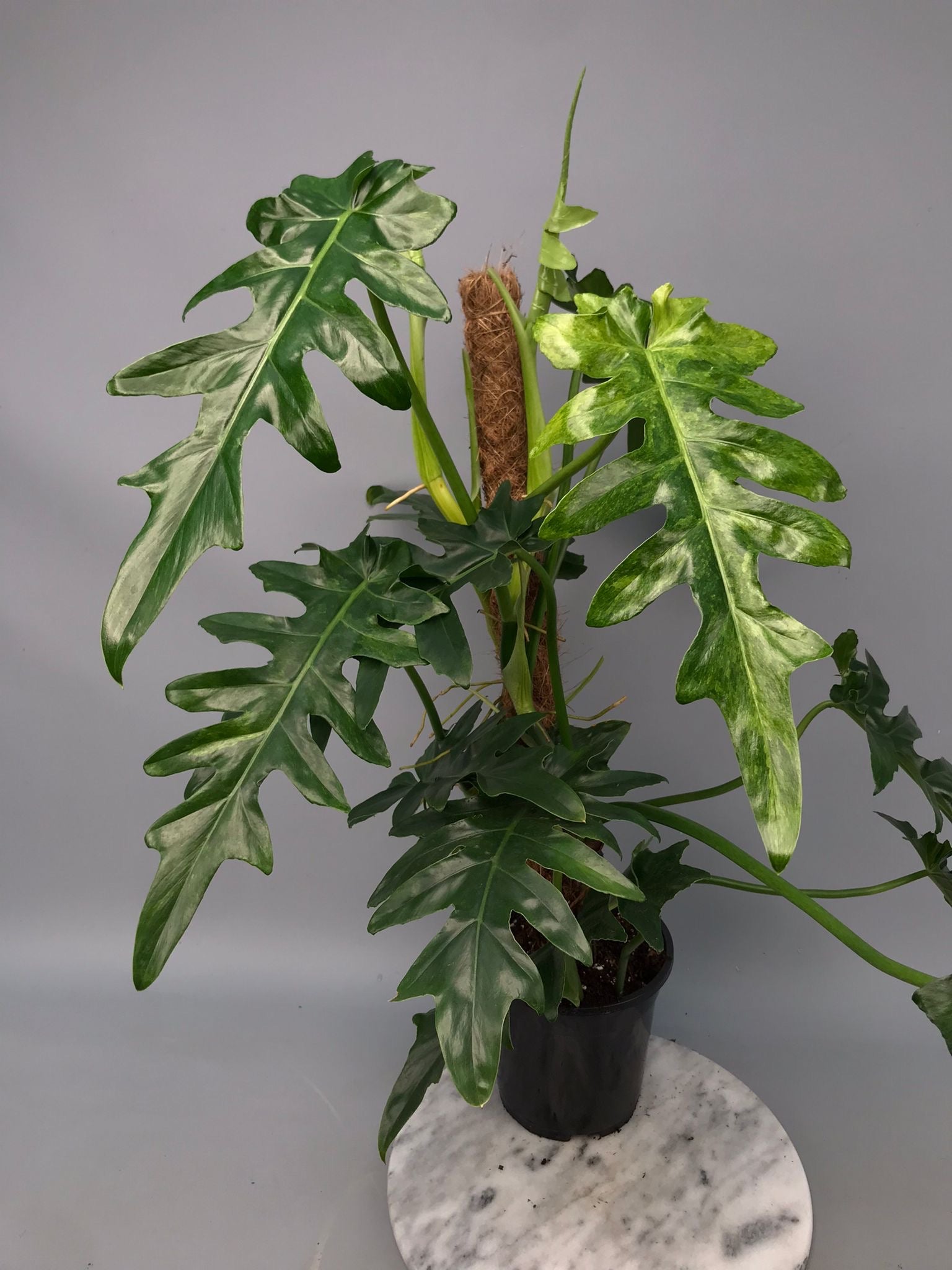 Philodendron Bob Cee variegated XXL
