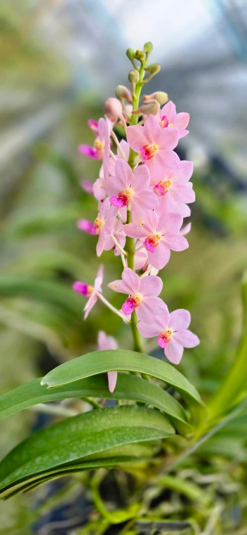 Vandachostylis Kouishiro Ikai