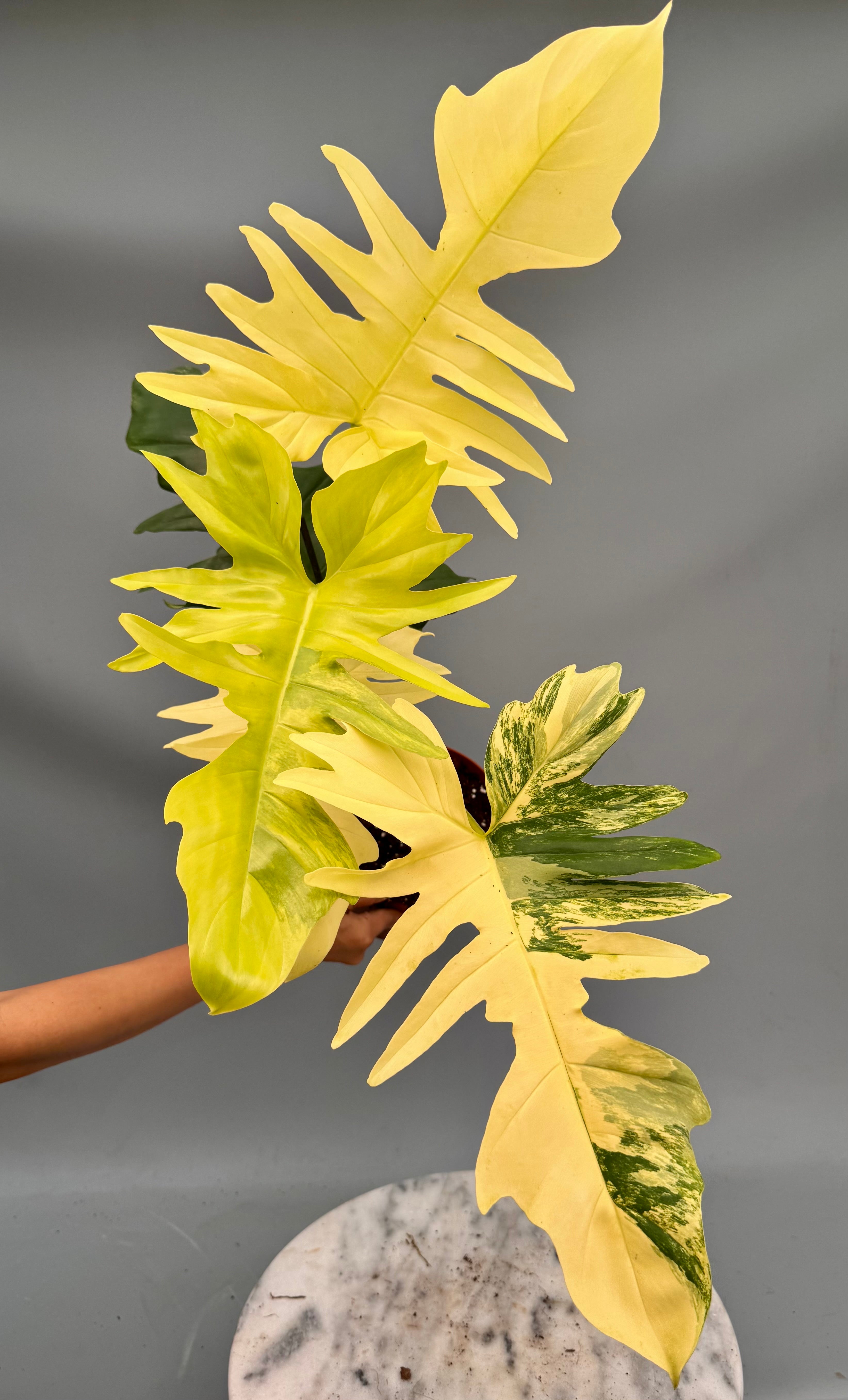 Philodendron Florida Beauty Variegata X Bob Cee Variegata (Nr 1.) ‘XXL plant’