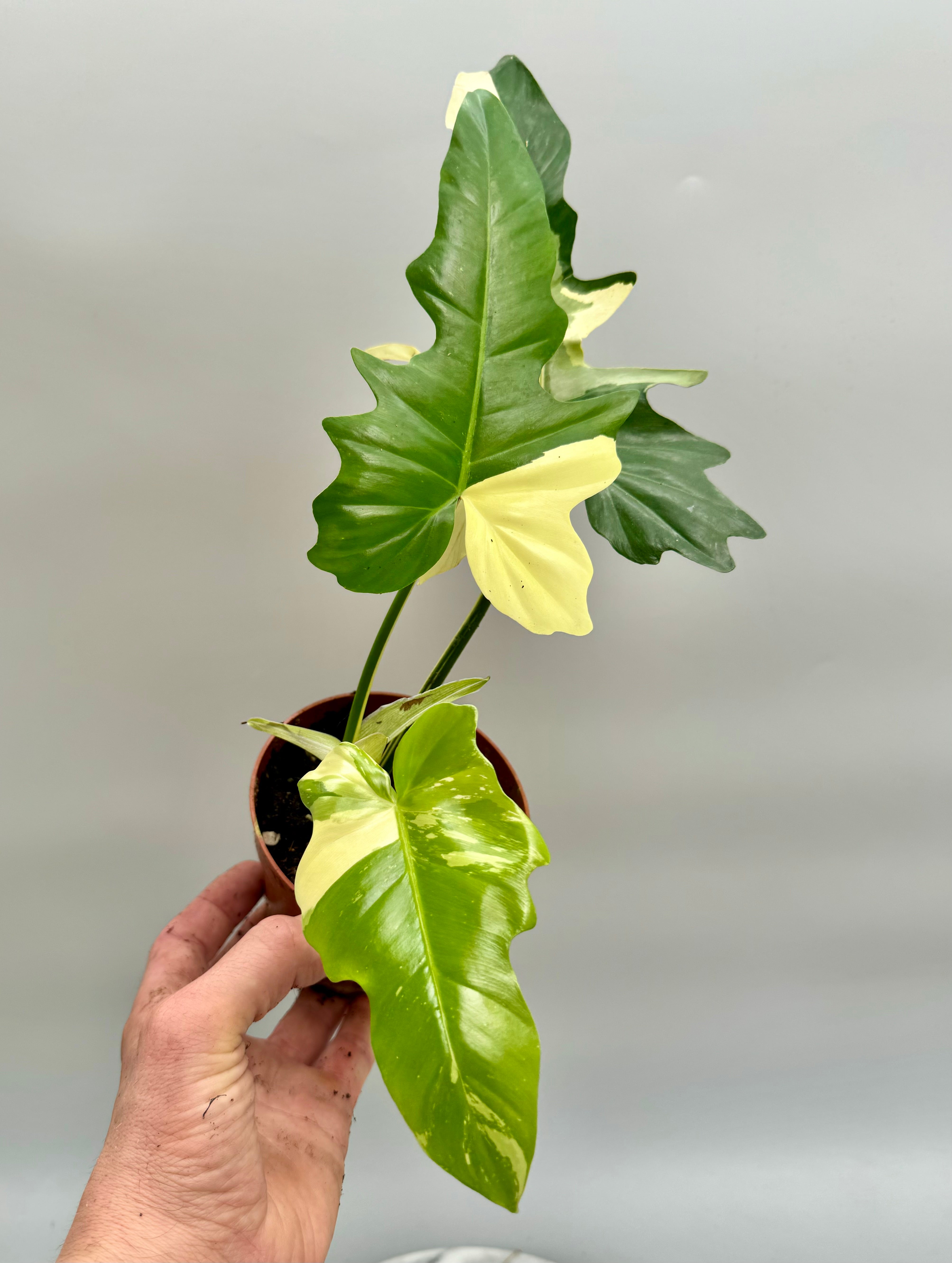 Philodendron "Golden Dragon" variegated albo  "Almost Full Moon"