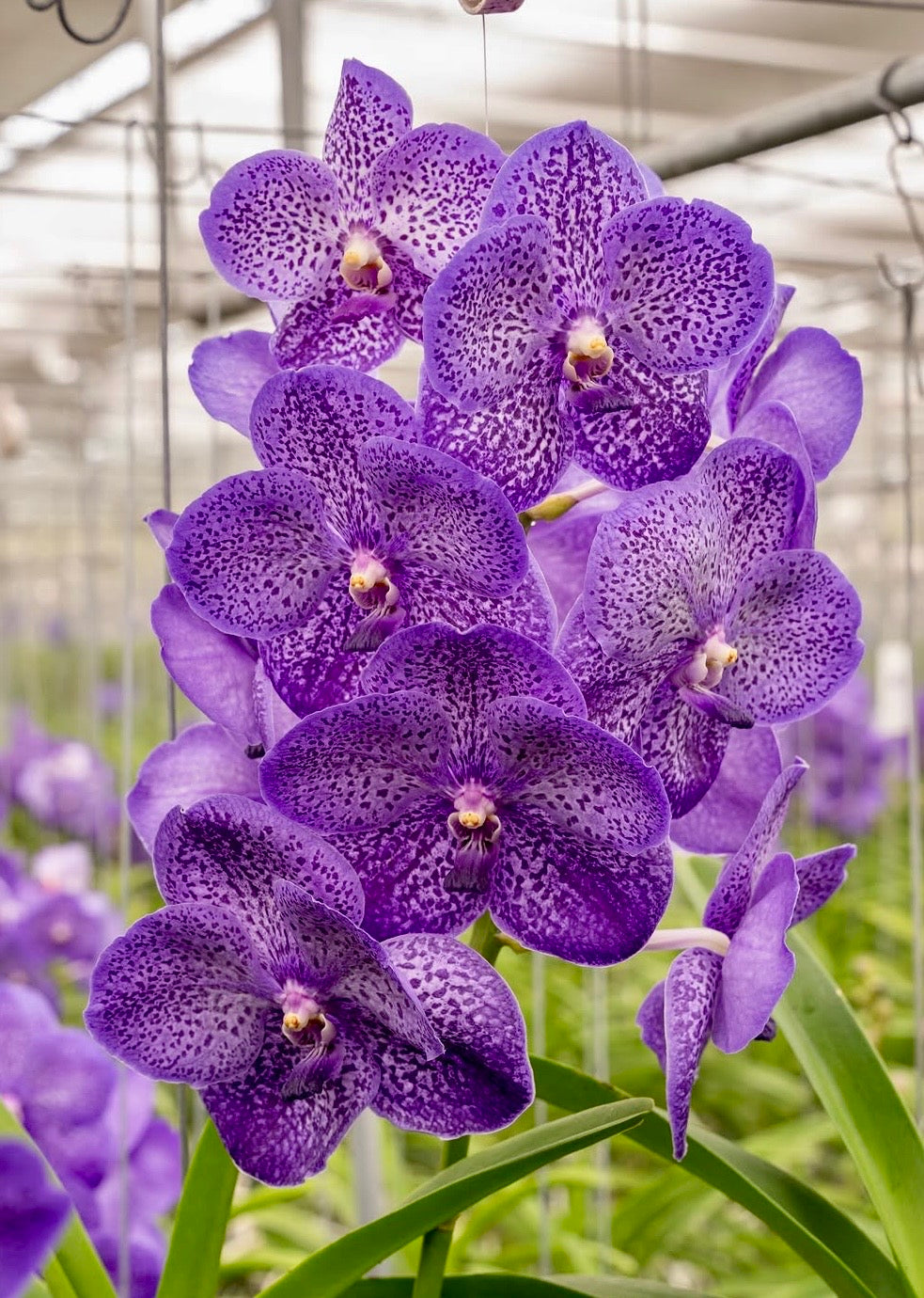 Vanda Lavender Sprinkles