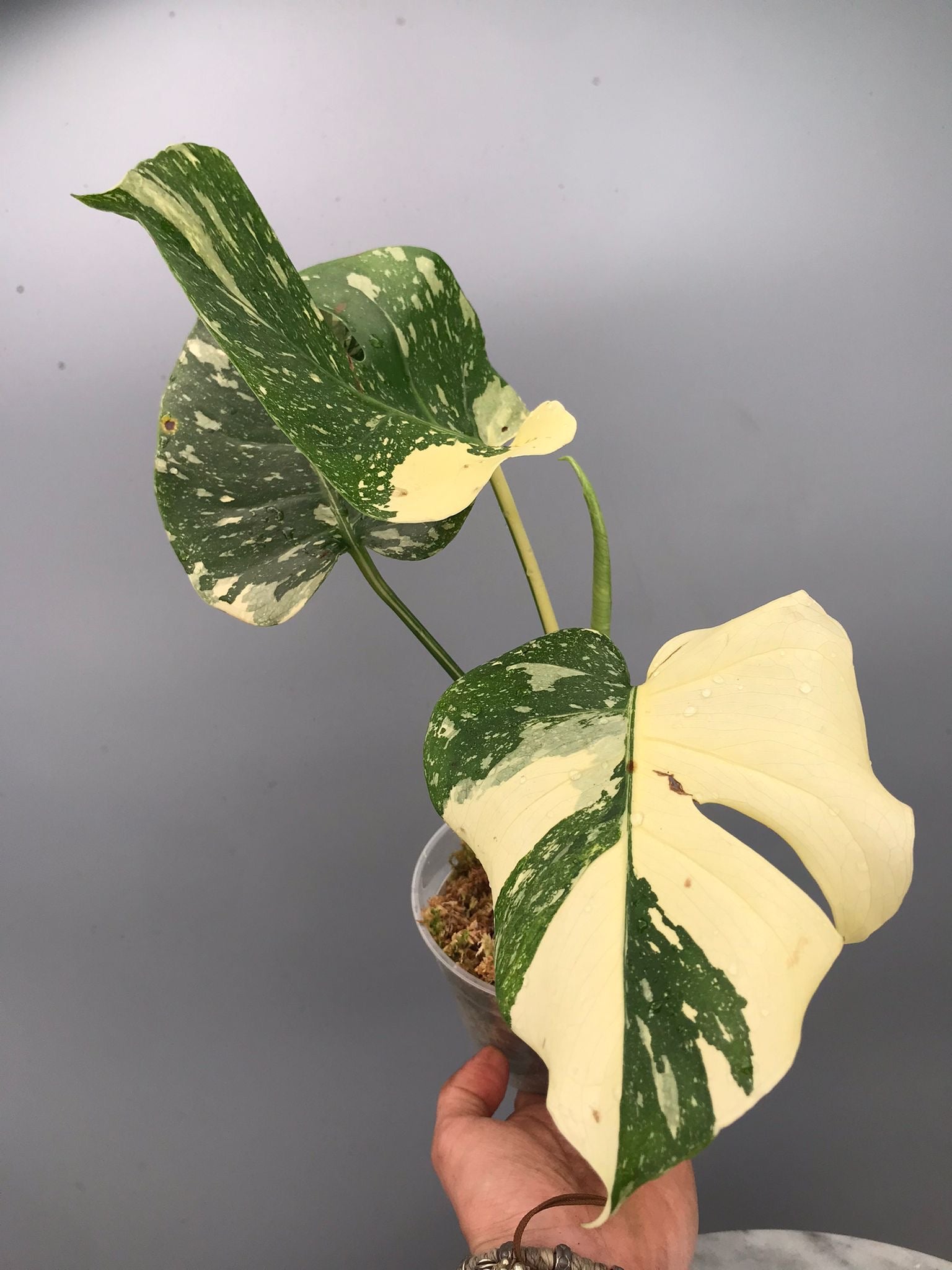 Monstera White snow  nr 2