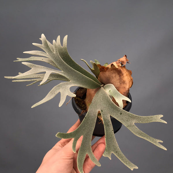 Platycerium willinckii 'Nano' (Big Plant)