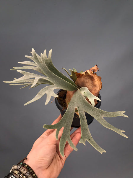 Platycerium willinckii 'Nano' (Big Plant)