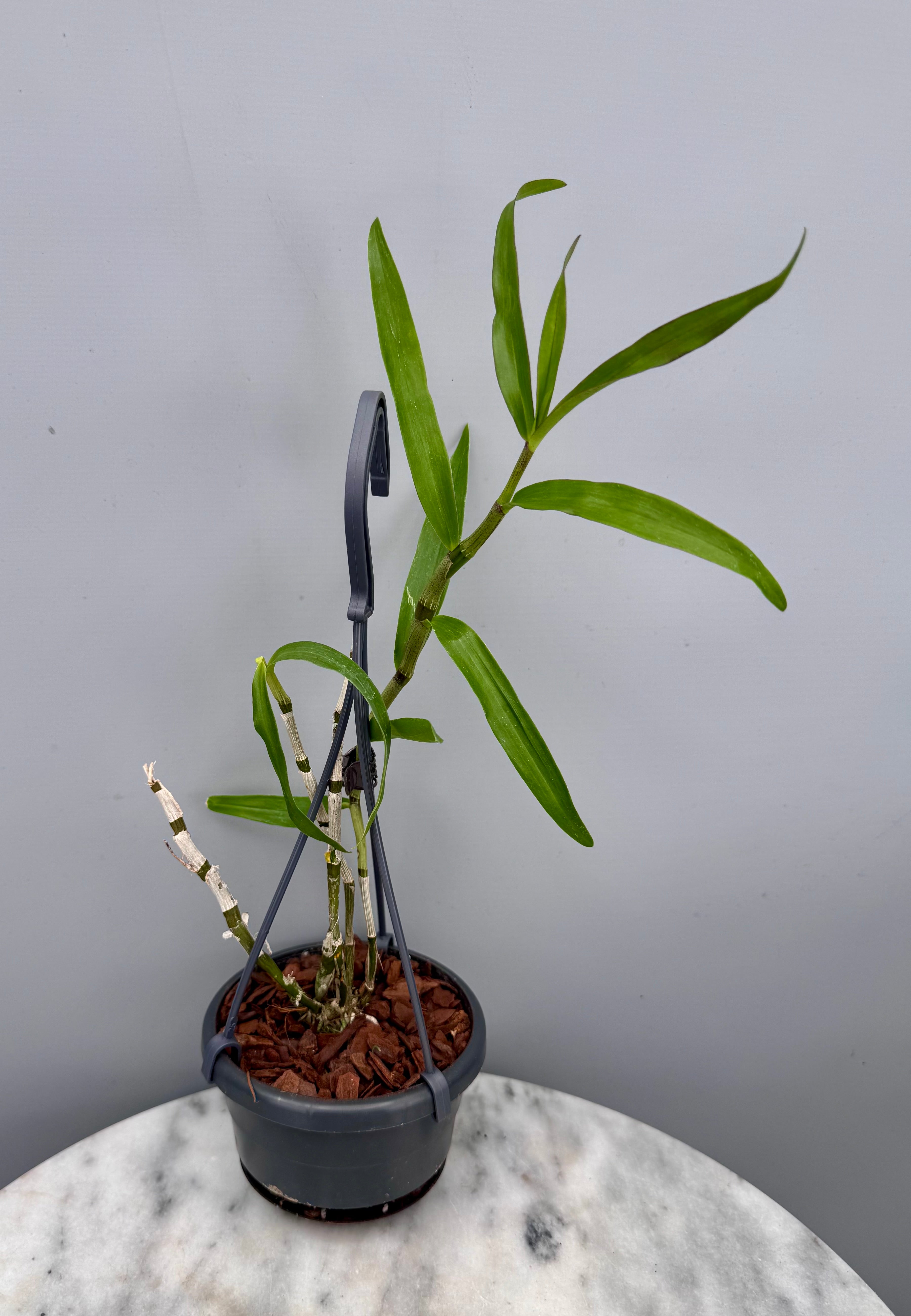 Dendrobium Jairak Chaste