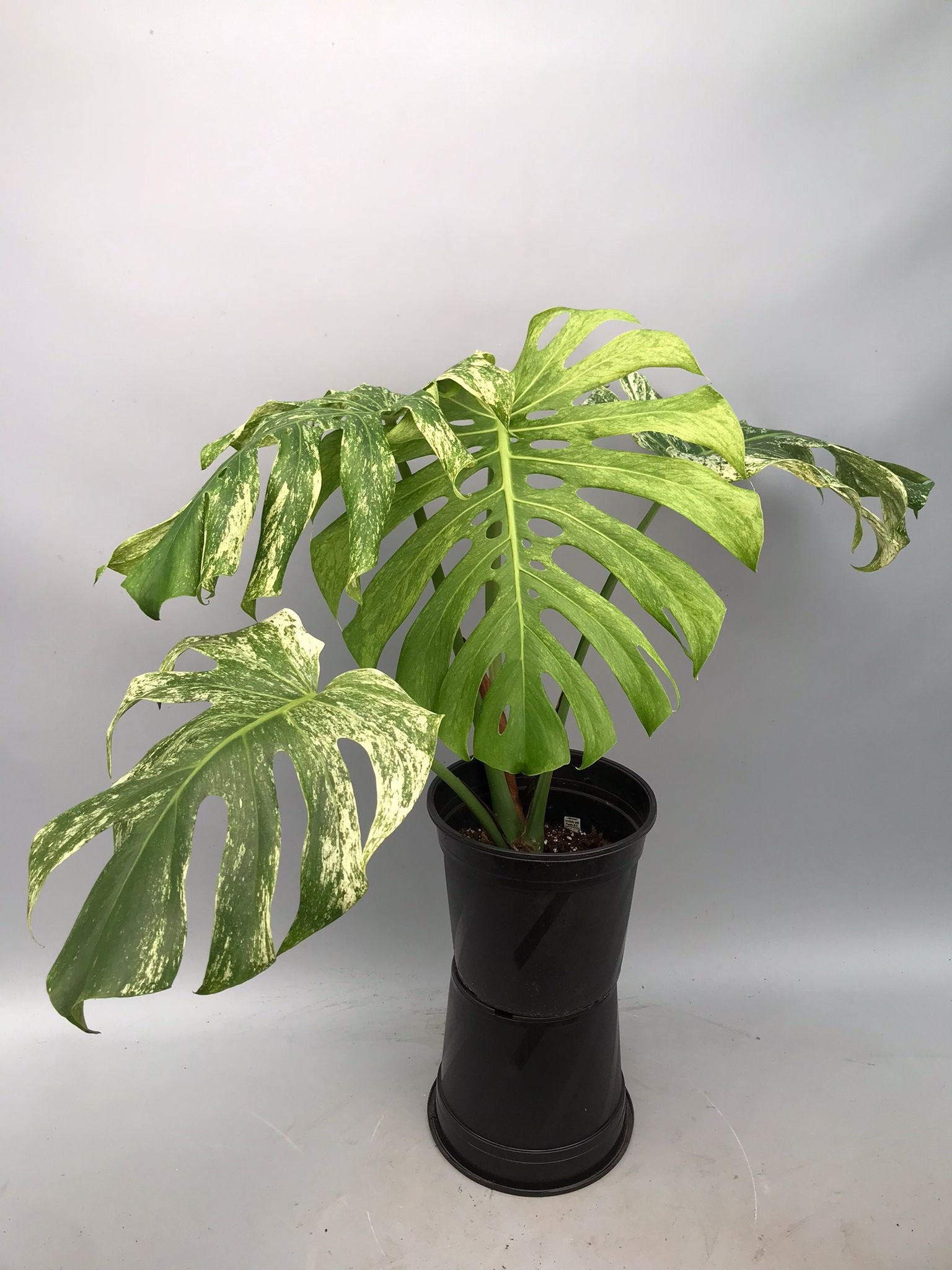 モンステラ・ポトス Monstera Borsigiana mint Monstera Full Mint deliciosa borsigiana Variegata