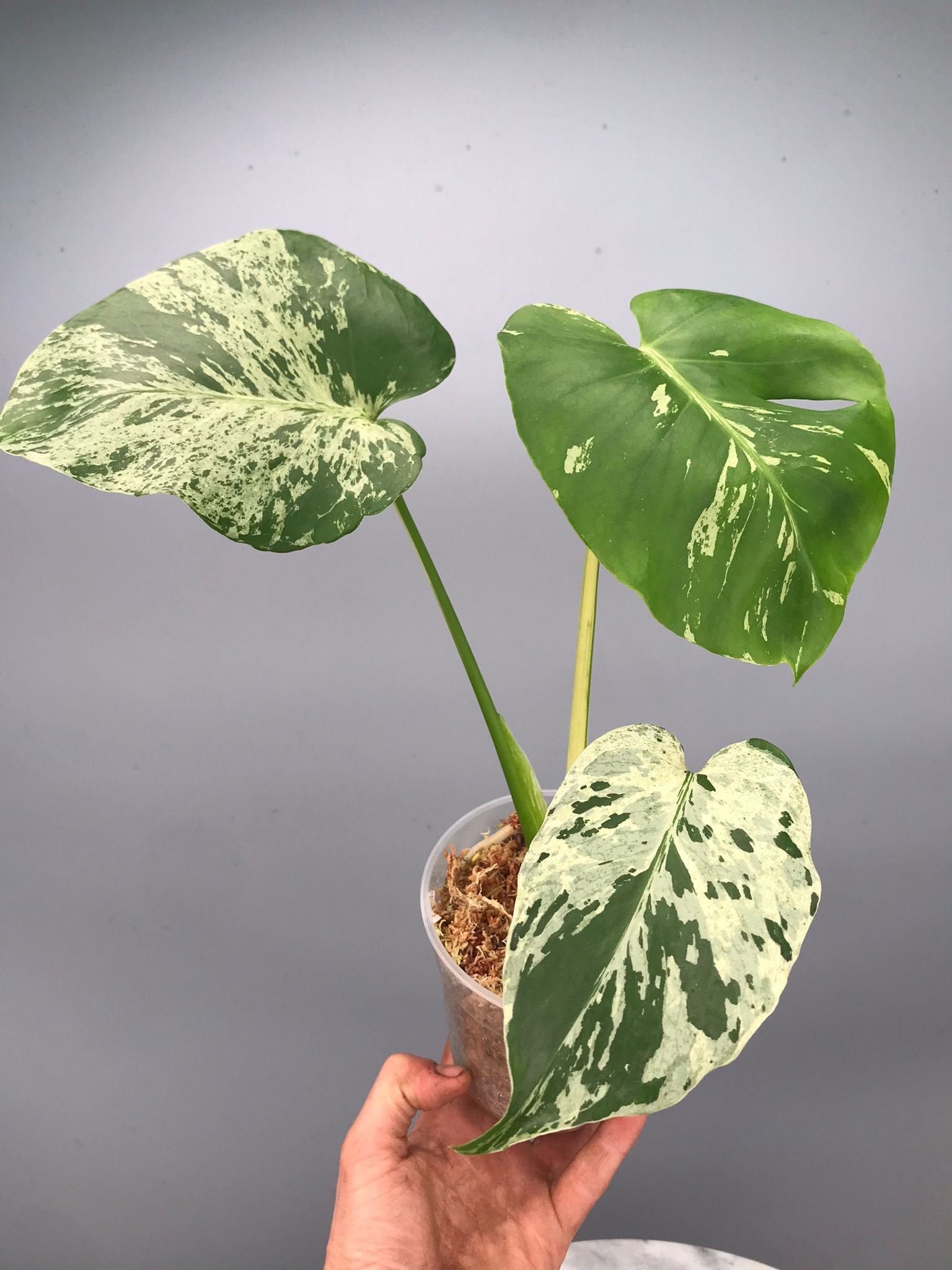 Monstera bulbasaur
