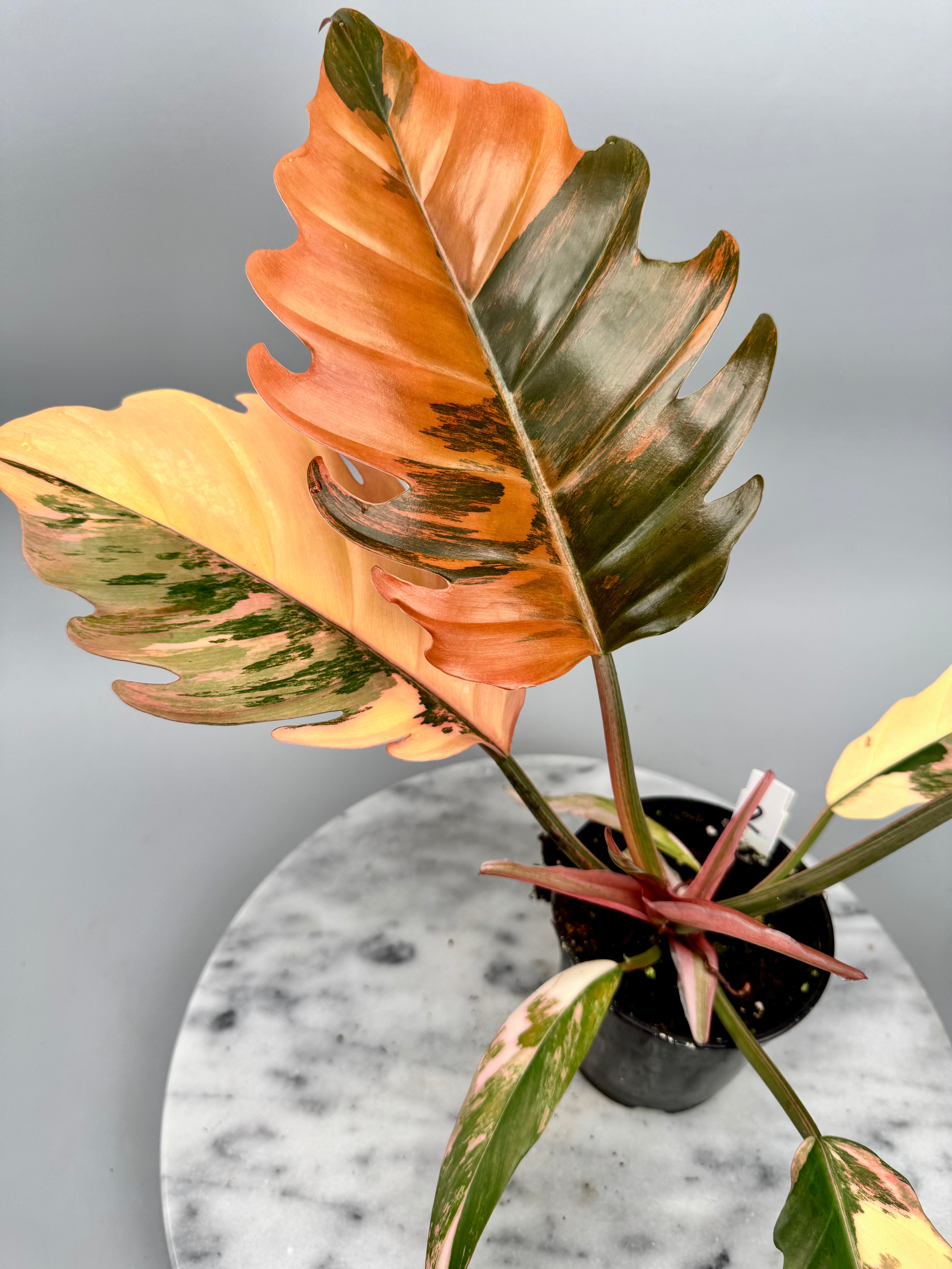 Philodendron Caramel Marble (Nr 2)