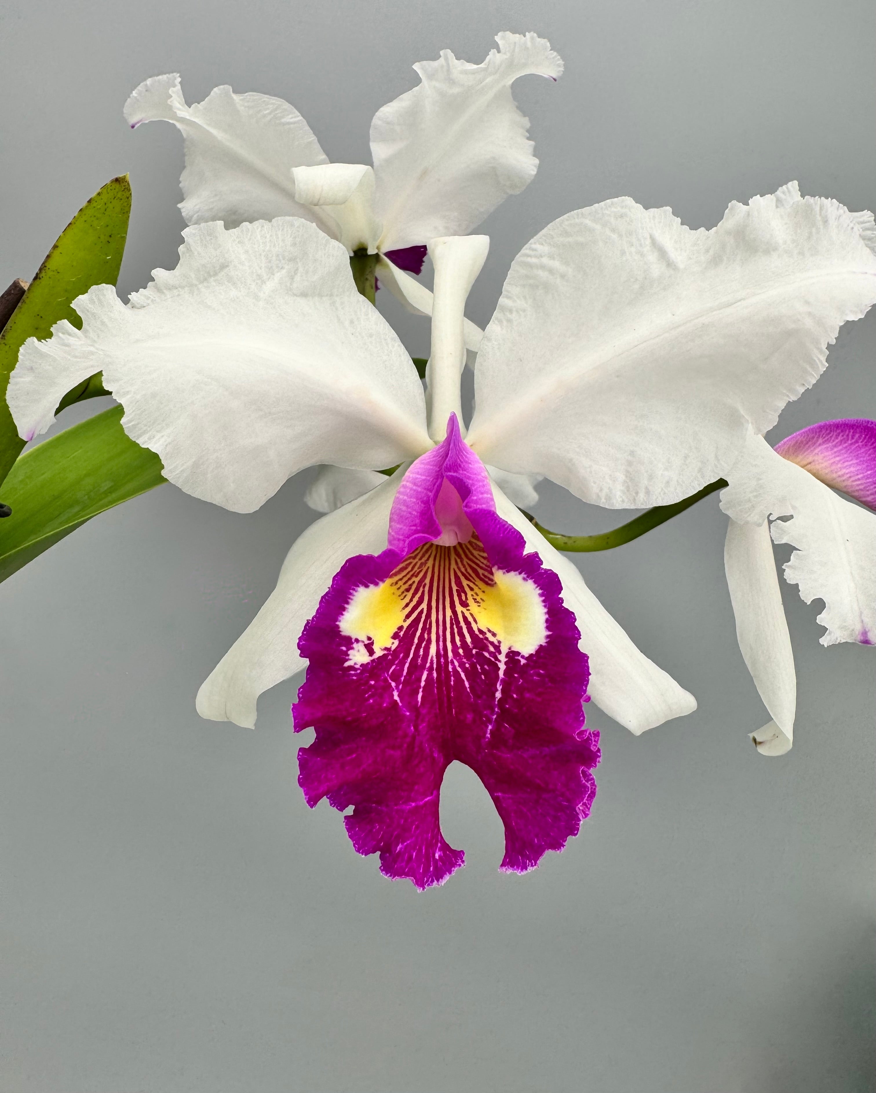 Cattleya warscewiczii