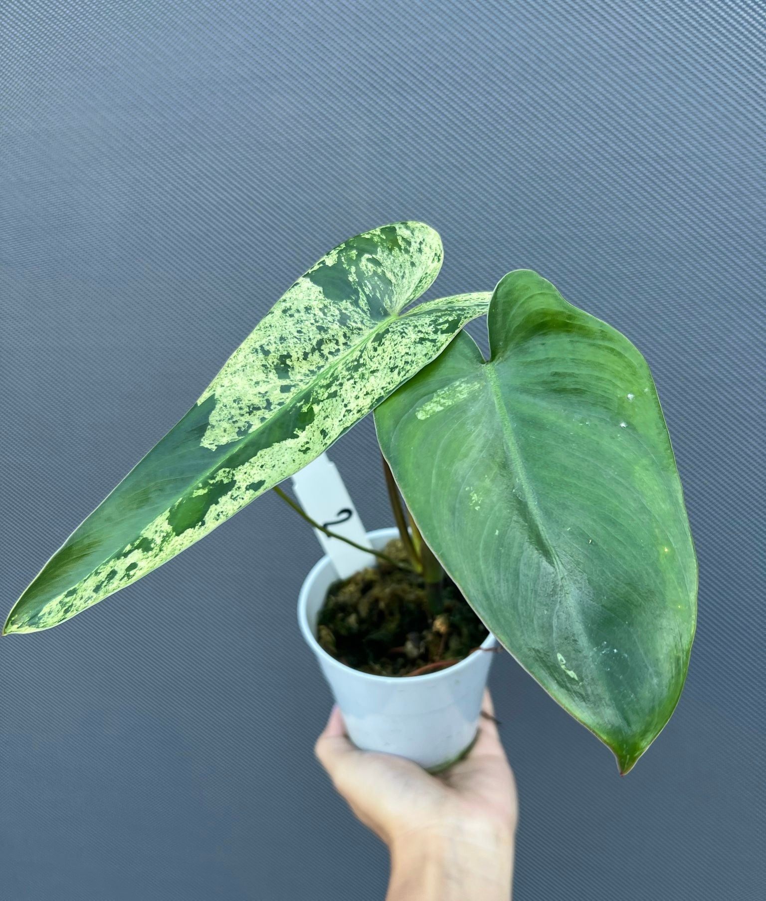 Philodendron ilsemanii  nr 2