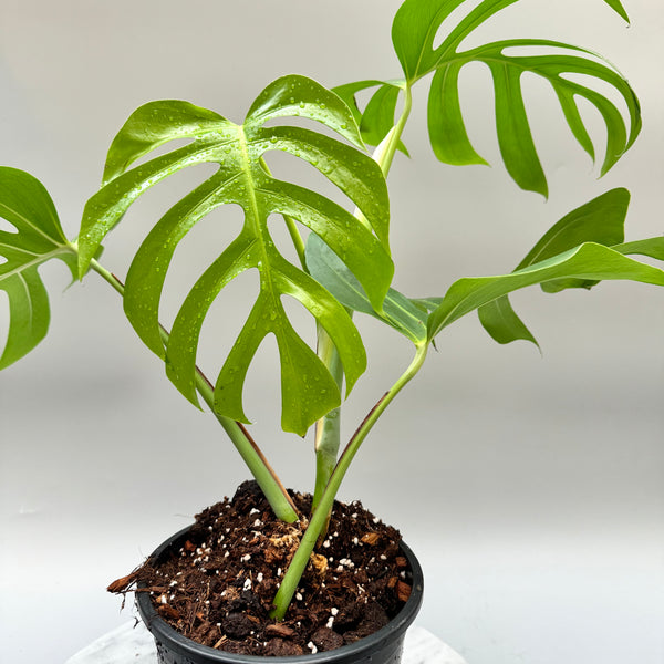 Monstera deliciosa var sierrana