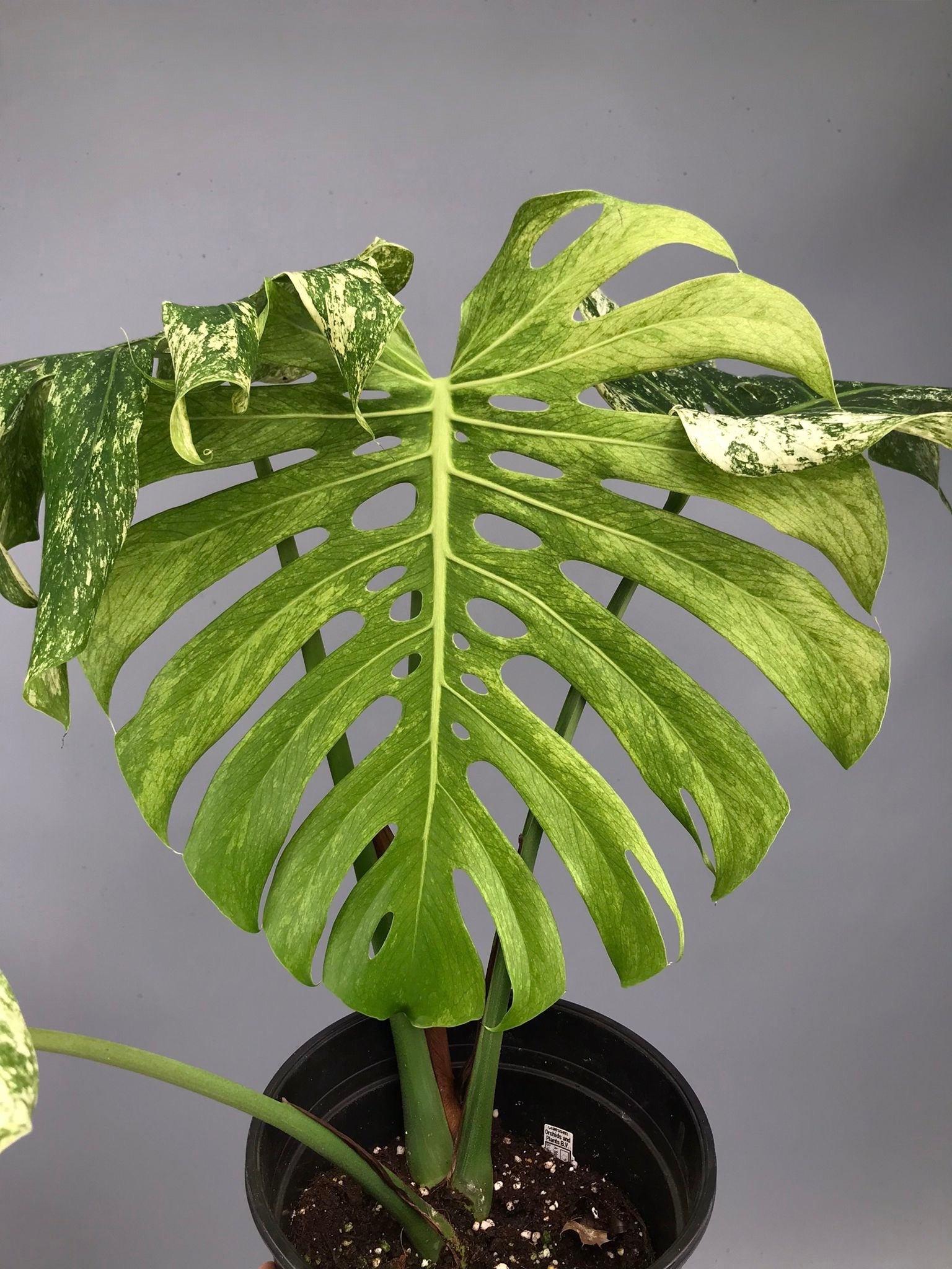 Monstera Full Mint deliciosa borsigiana Variegata
