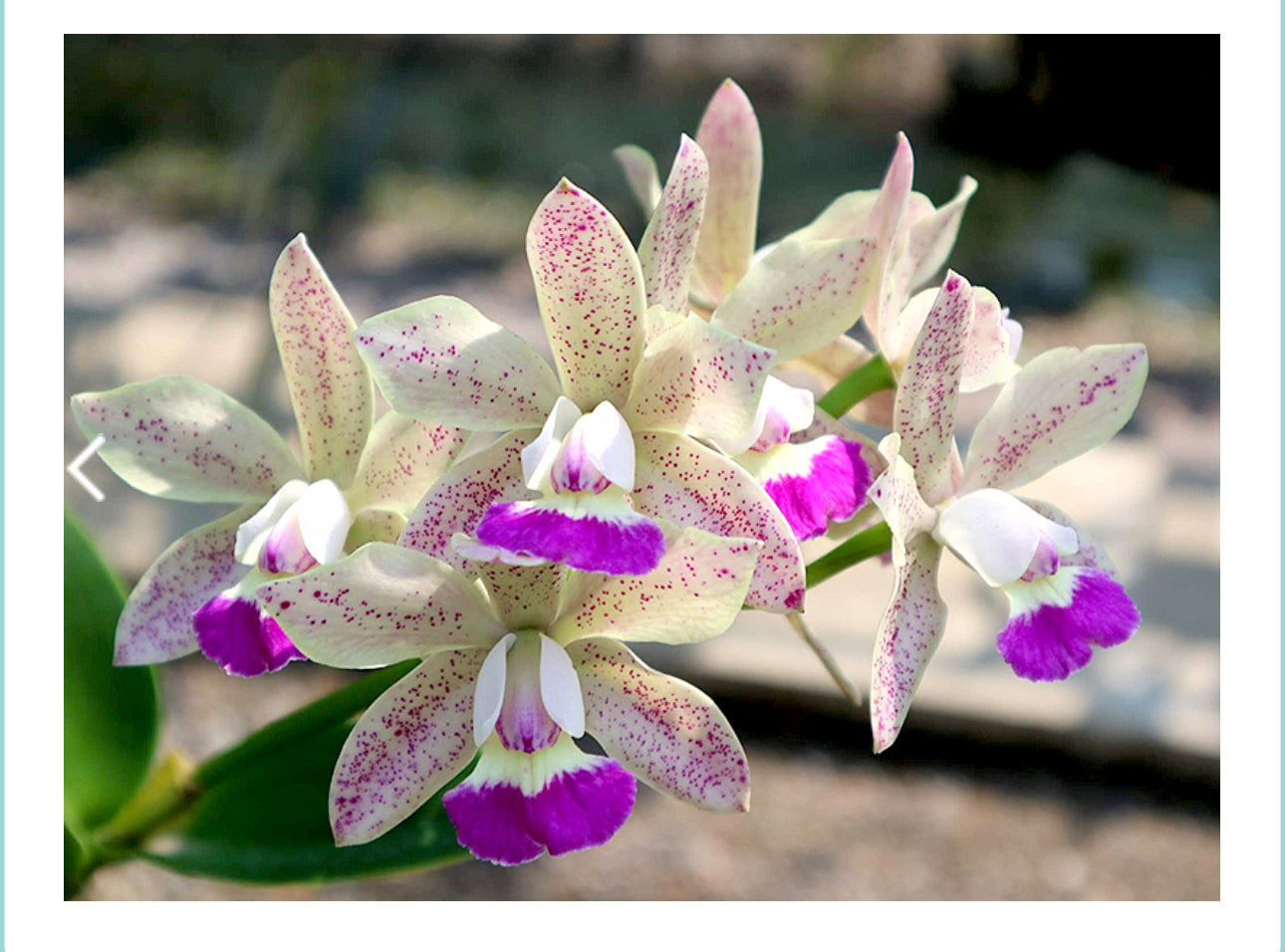 Cattleya Jairak Cute