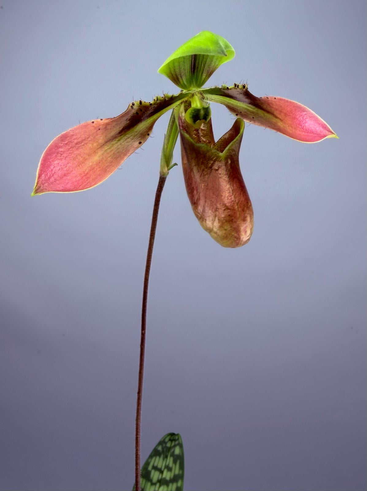 Paphiopedilum appletonianum