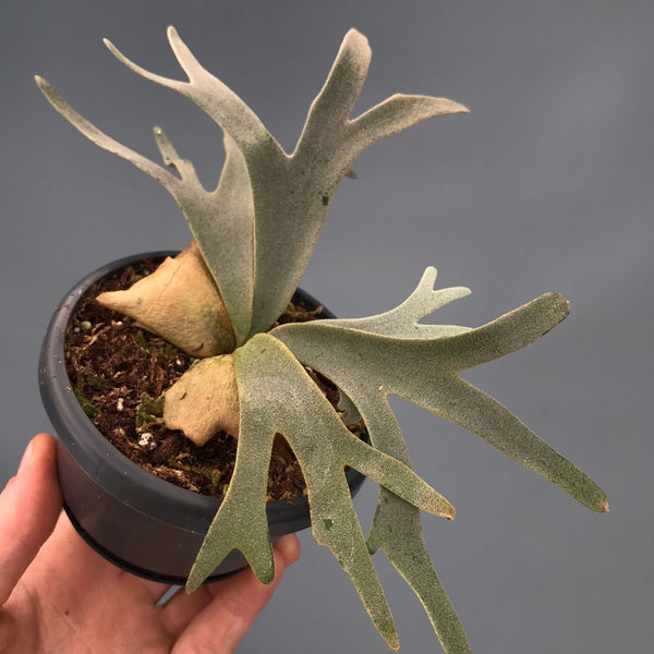 Platycerium willinckii 'Jenny'