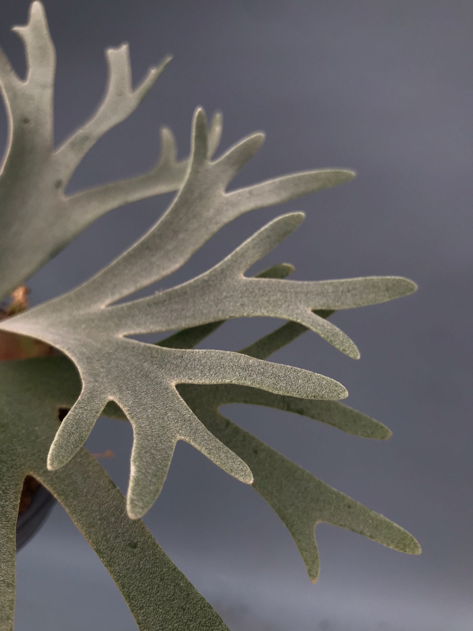Platycerium willinckii ‘Nano’ (Big Plant)