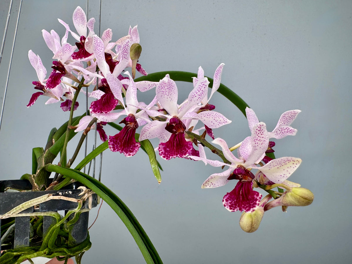 Holcoglossum kimballianum x Rhynchostylis gigantea