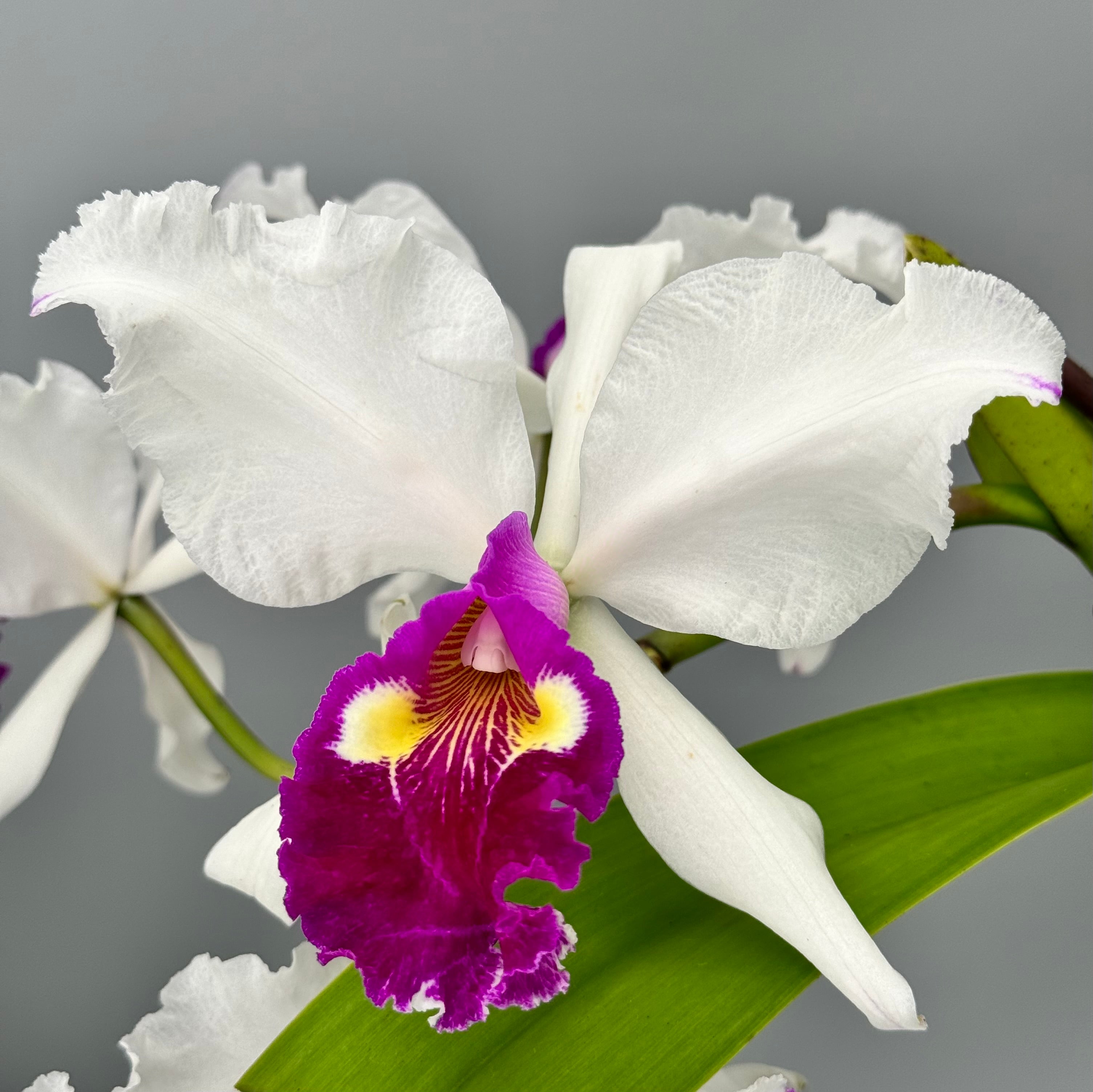 Cattleya warscewiczii semi-alba