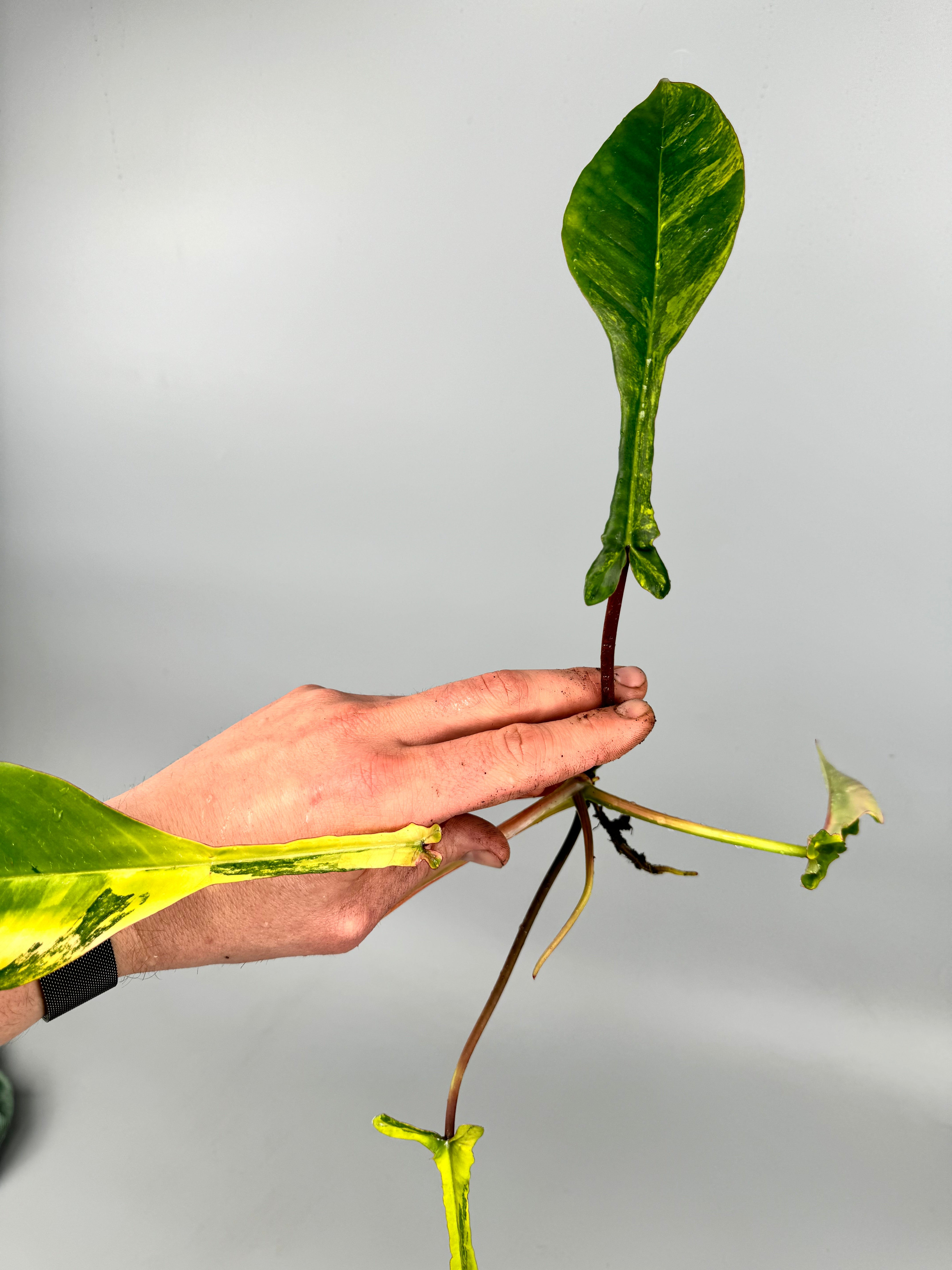 Philodendron joepii Variegated (Fresh Head Cutting)
