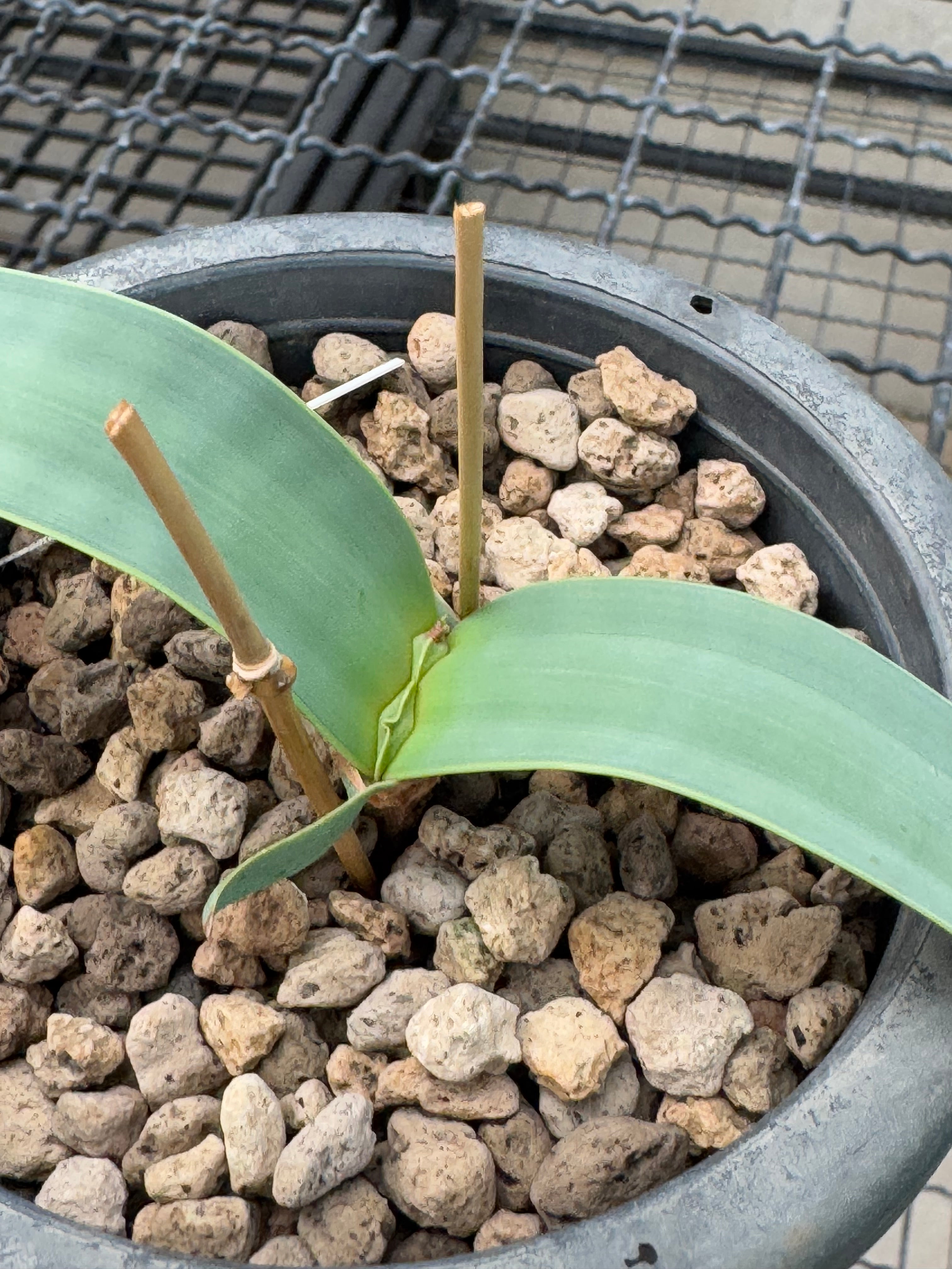 Welwitschia mirabilis