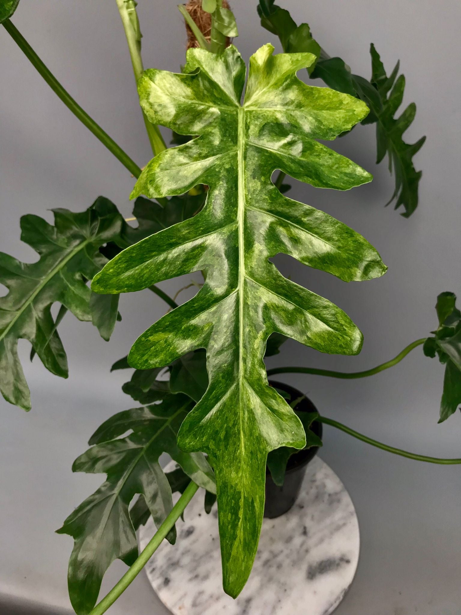Philodendron Bob Cee variegated XXL