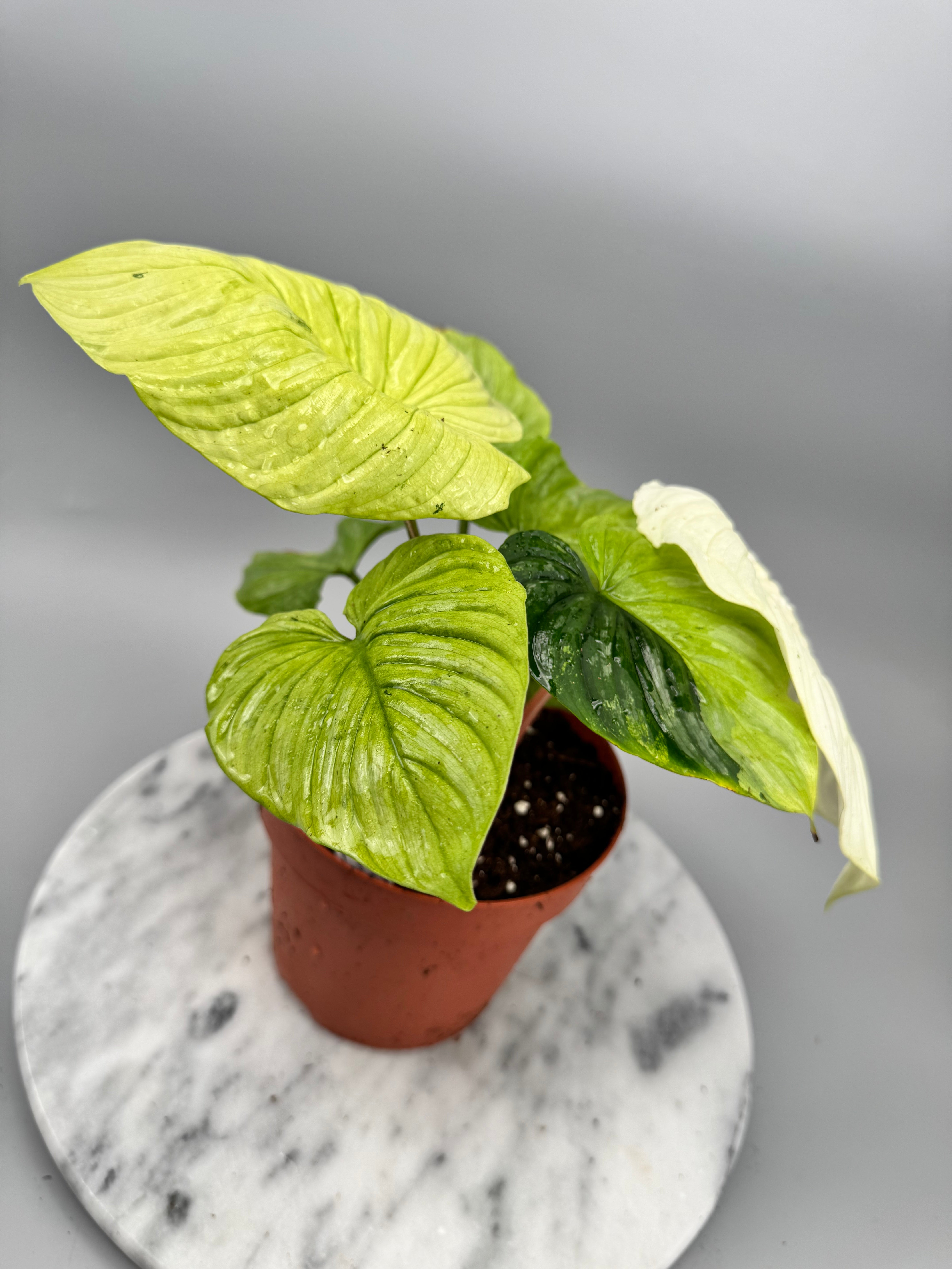 Philodendron mamei variegata mint (8 Leaves) (Nr1)