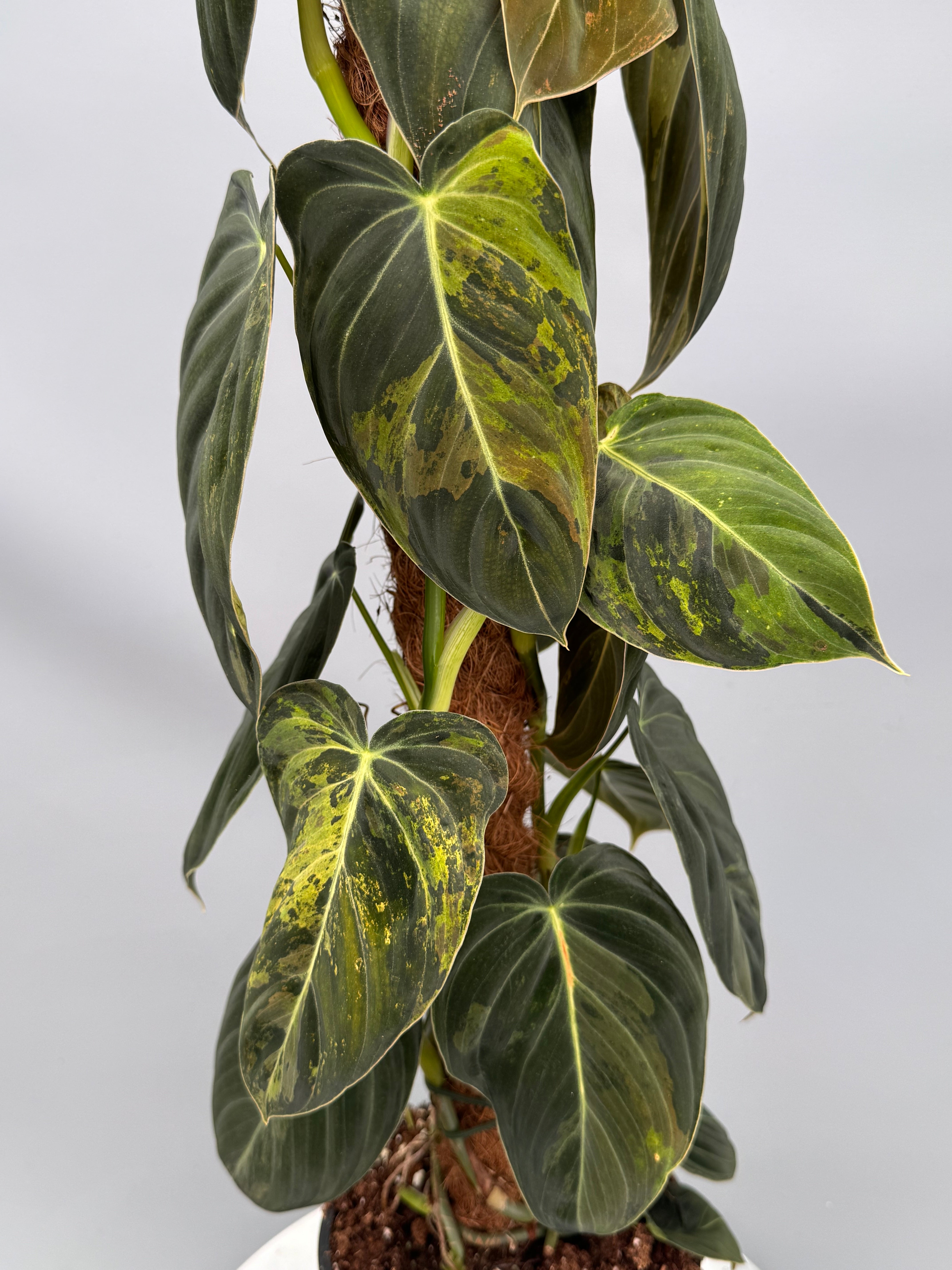 Philodendron melanochrysum variegata "Big Plant" (3 in 1 pot)