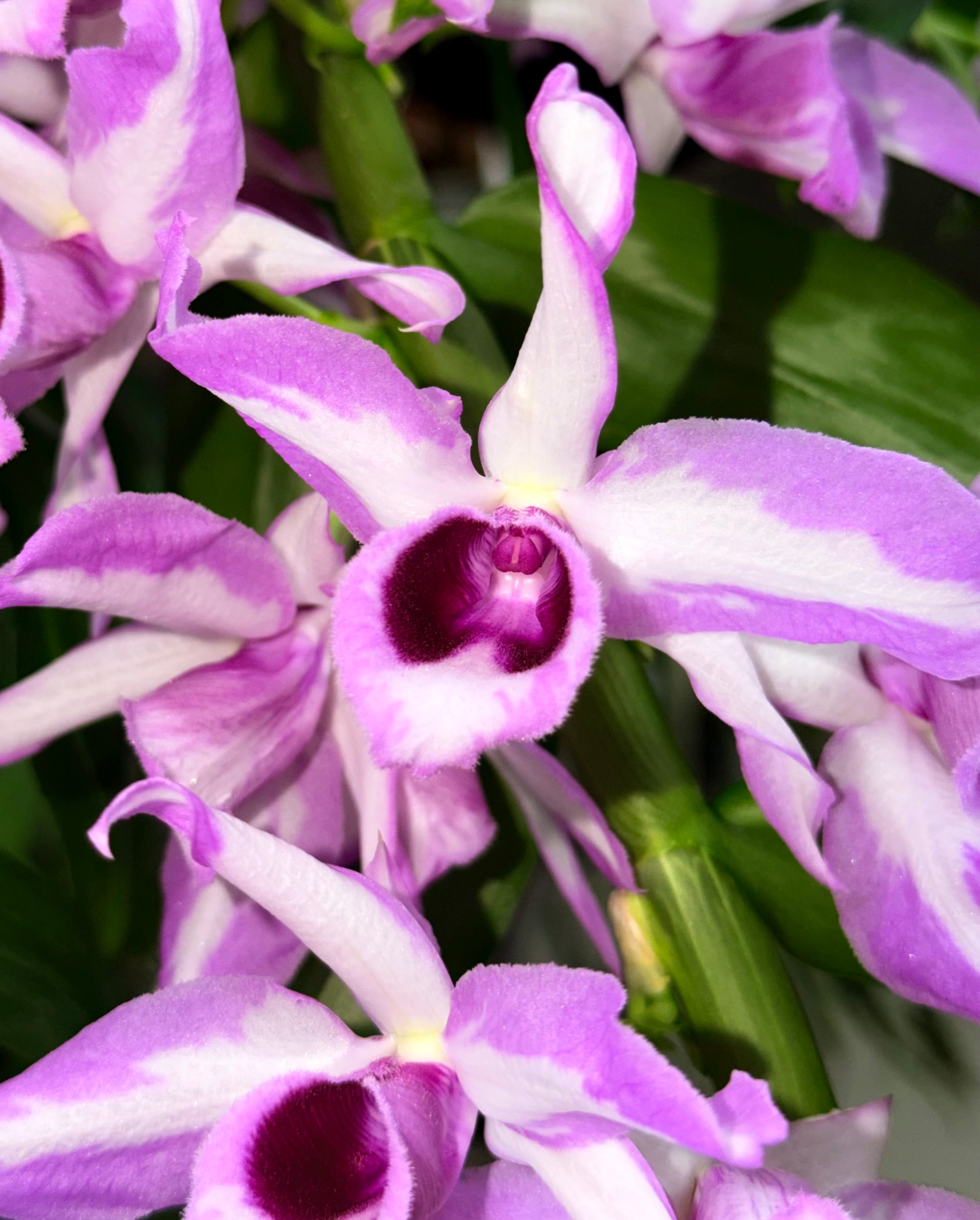 Dendrobium anosmum 'A Touch of Class' (Big Plant)