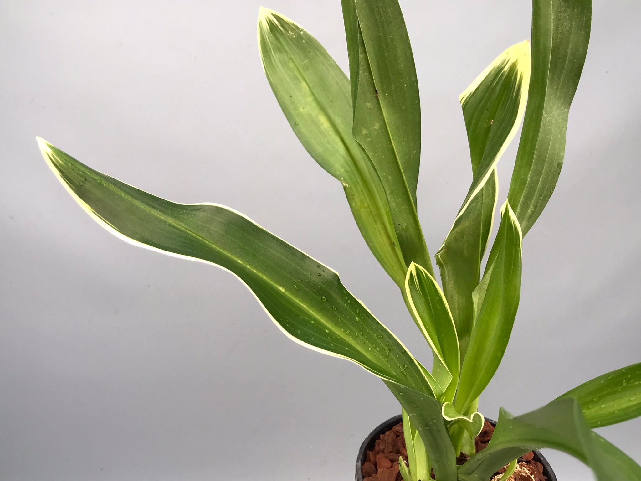 Grammatophyllum scriptum var. citrinum (Variegata)