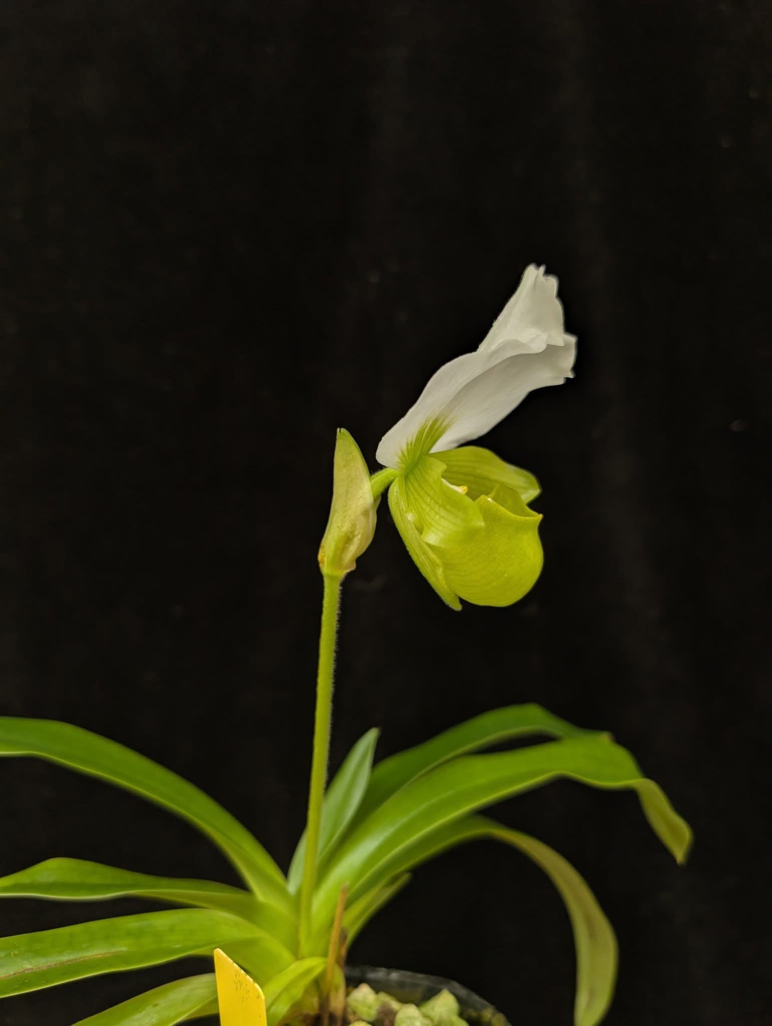 Paphiopedilum charlesworthii alba "Japan" SM/JOGA