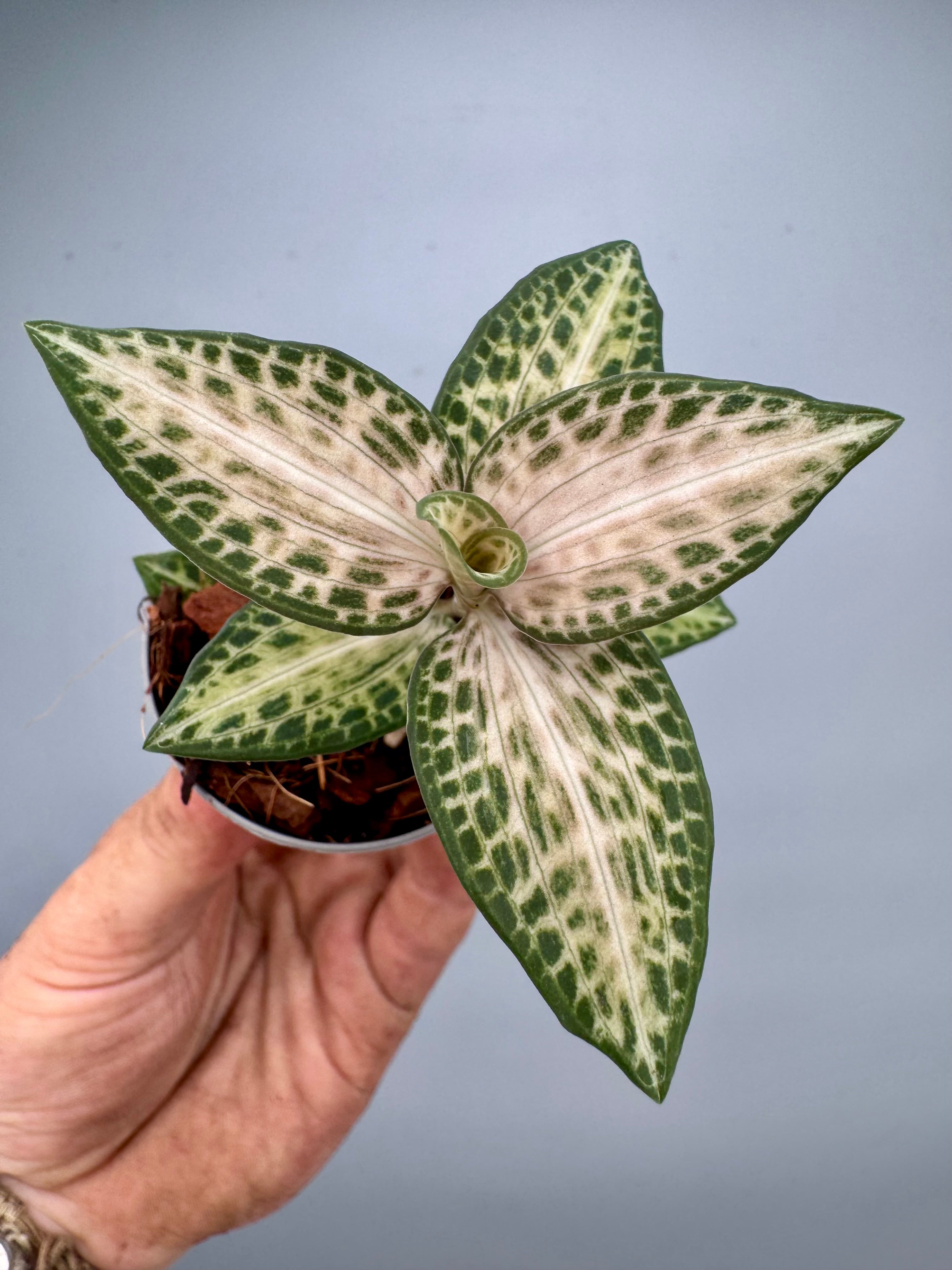 Goodyera schlechtendaliana var. Nishikiran