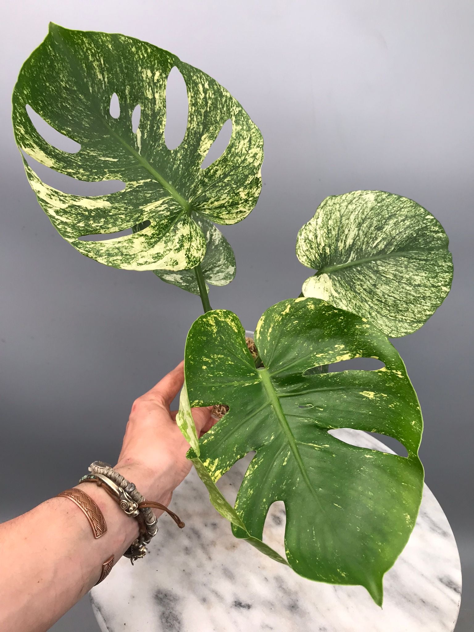 Monstera Siam Mint nr 2