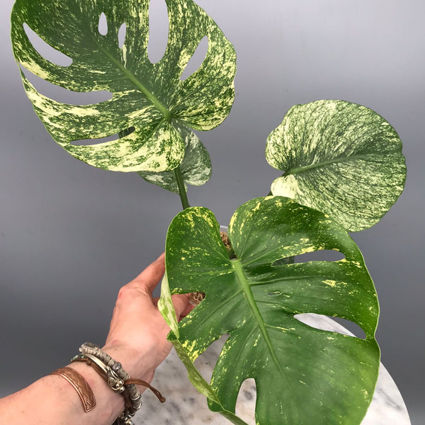 Monstera Siam Mint nr 2