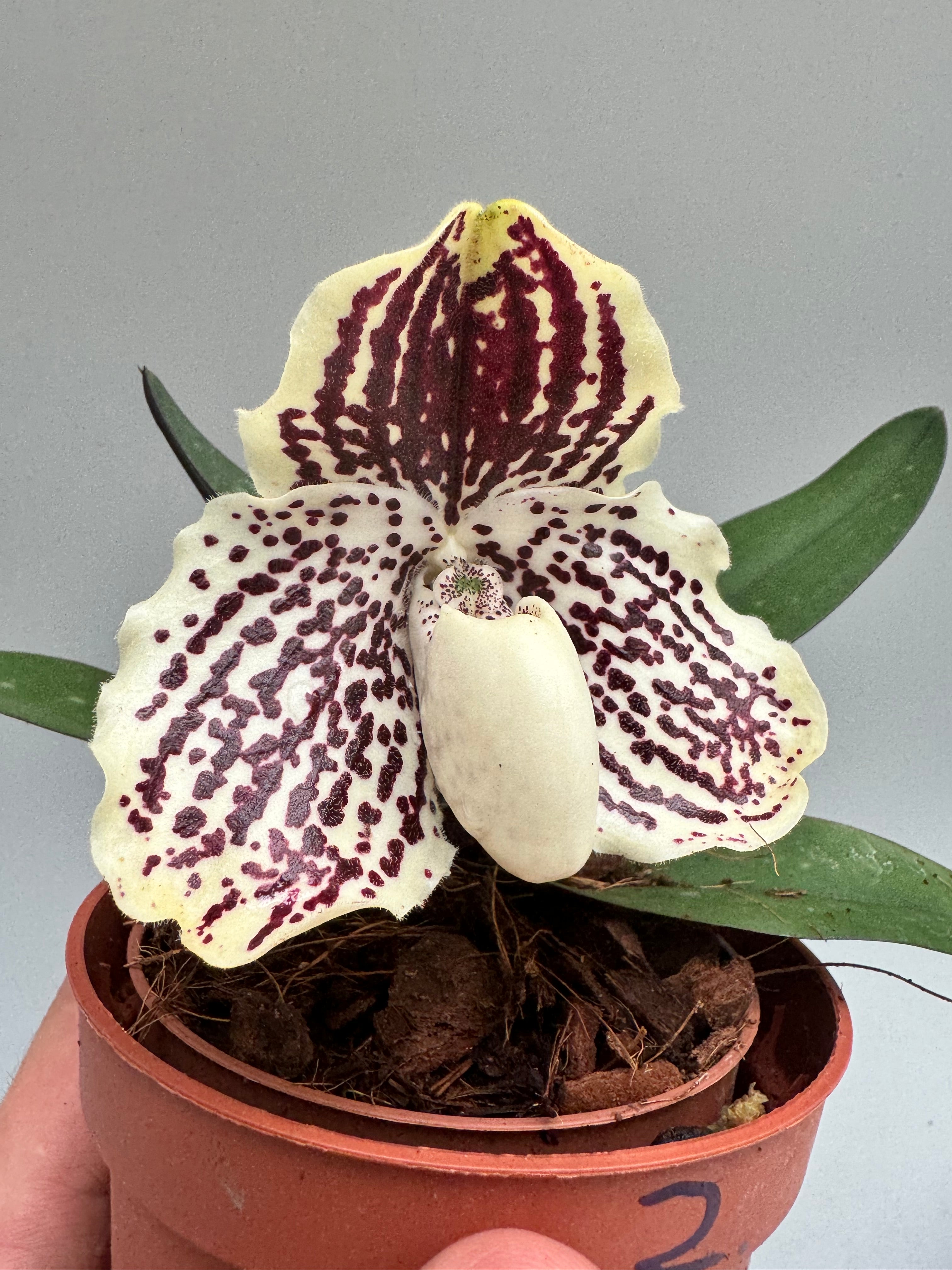 Paphiopedilum leucochilum ''White N4 ''