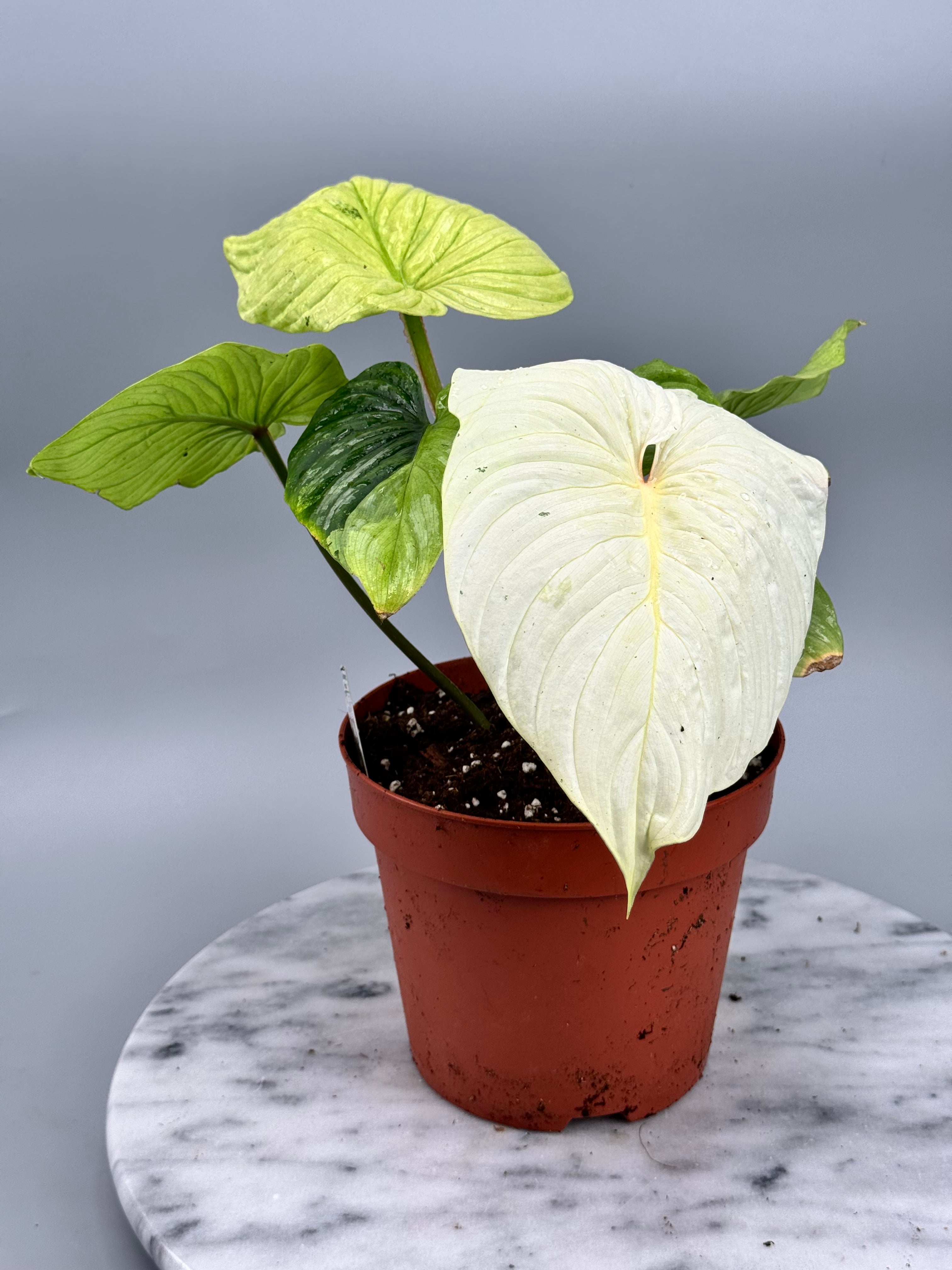 Philodendron mamei variegata mint (8 Leaves) (Nr1)