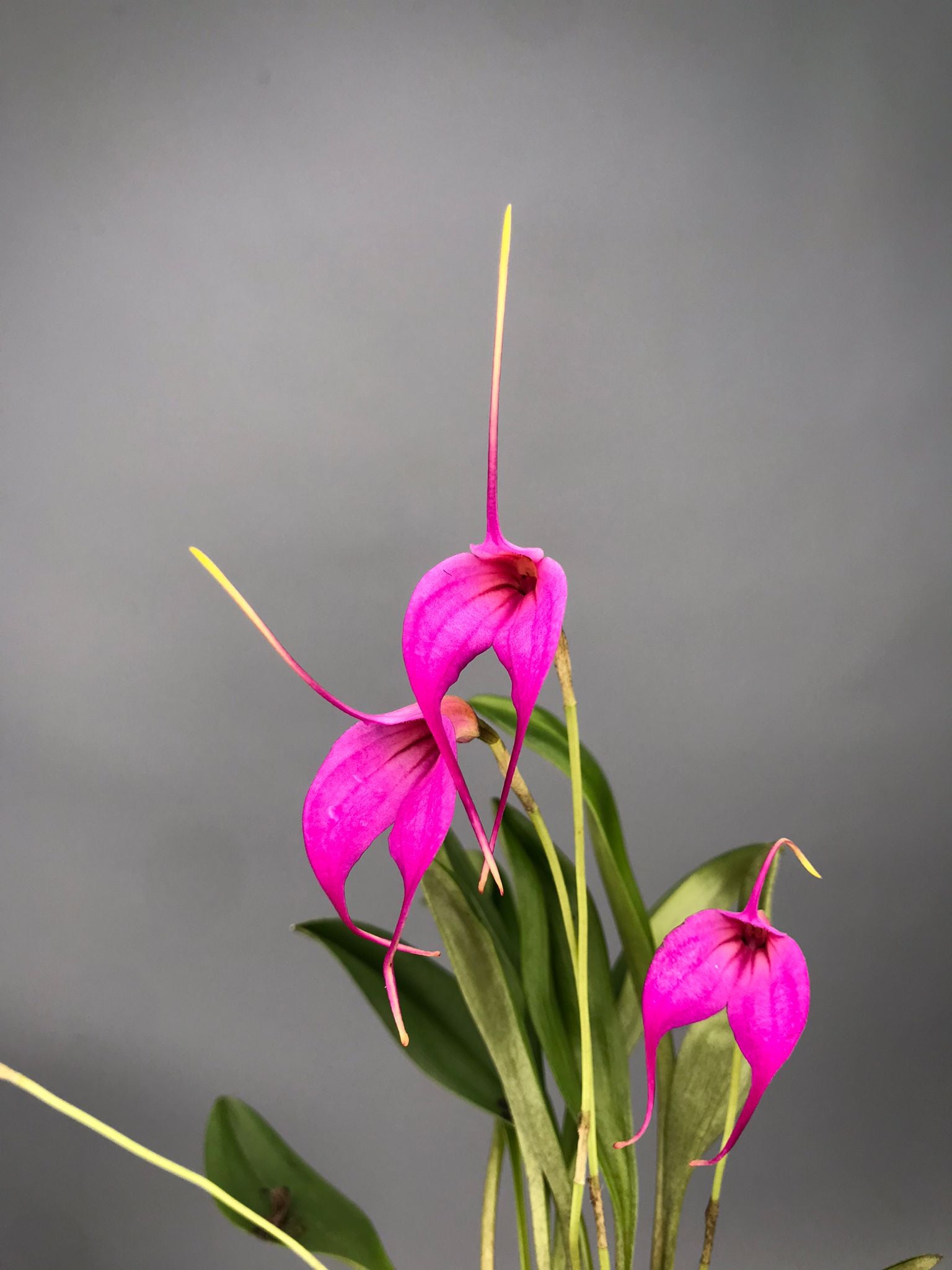 Masdevallia rosea x M.Selphi Orion