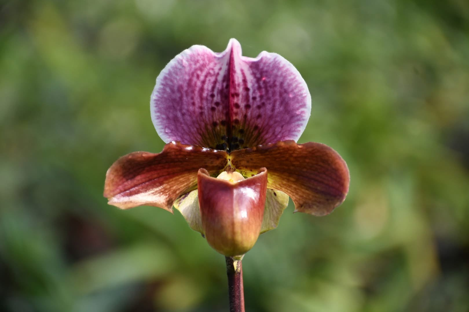 Paphiopedilum Dolls Kobold