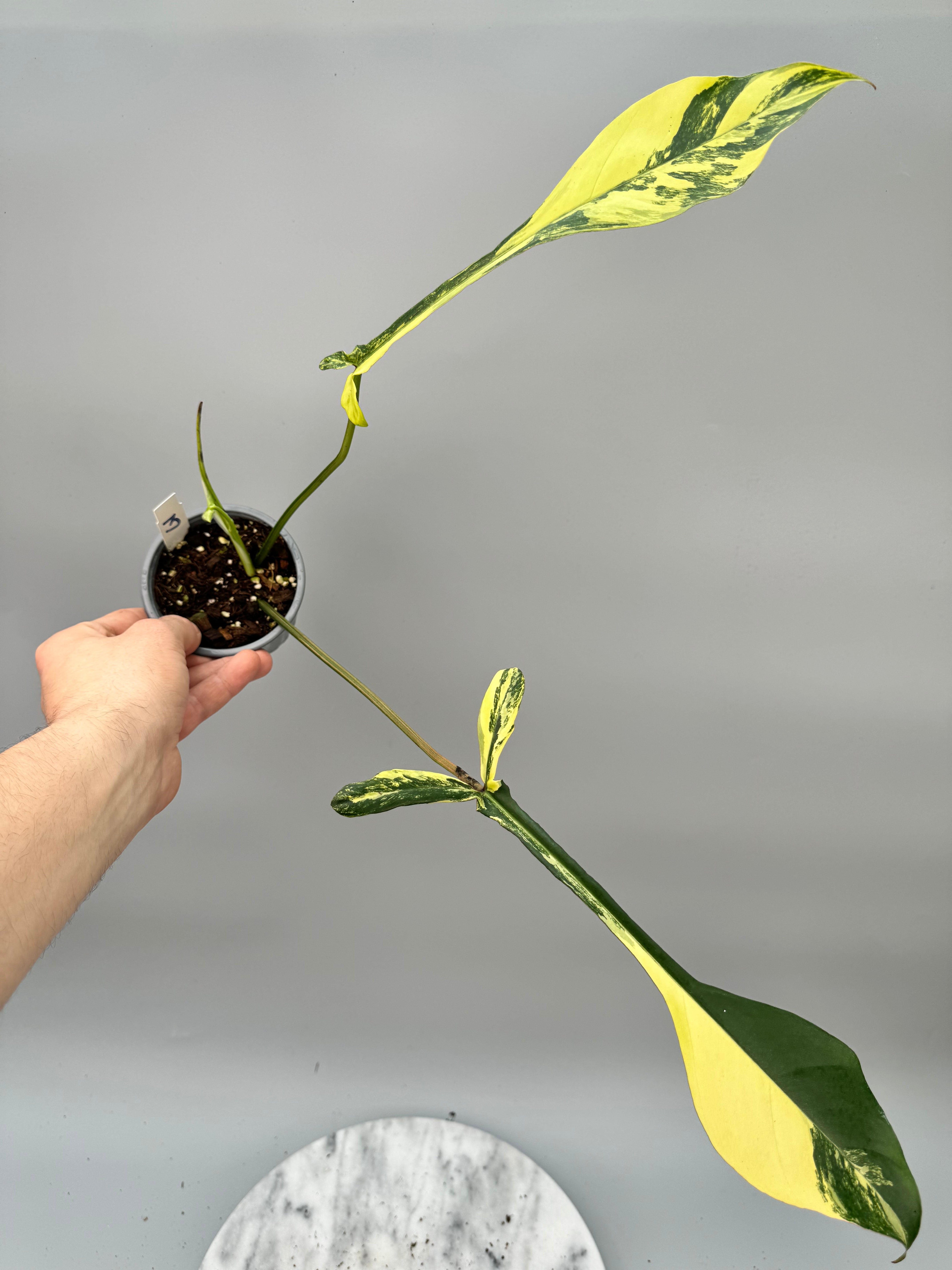 Philodendron joepii Variegated  nr 3