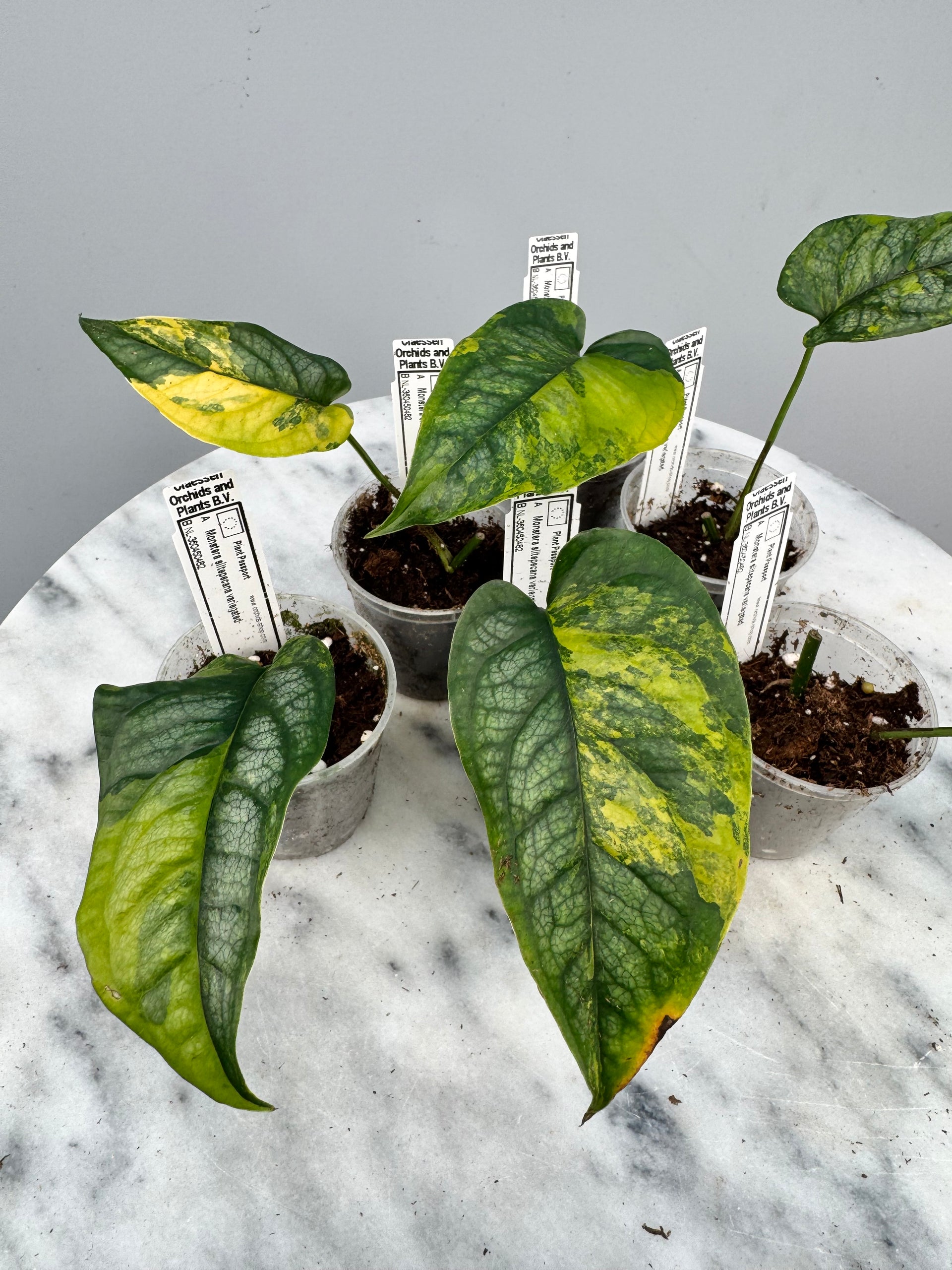 monstera siltepecana mature leaf Monstera siltepecana variegated (1 Leaf Cutting)