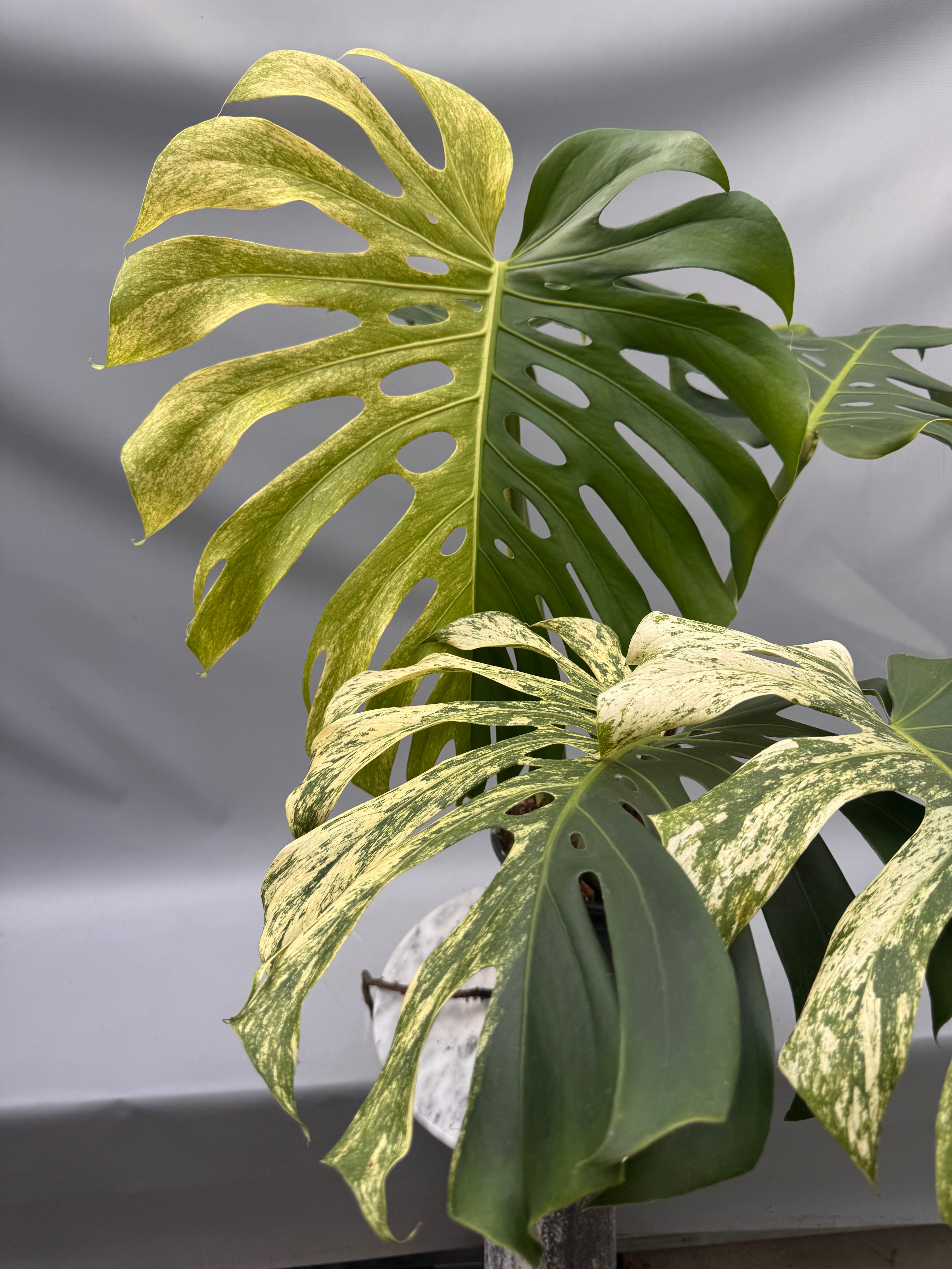 Monstera Full Mint deliciosa borsigiana Variegata (Nr 2)