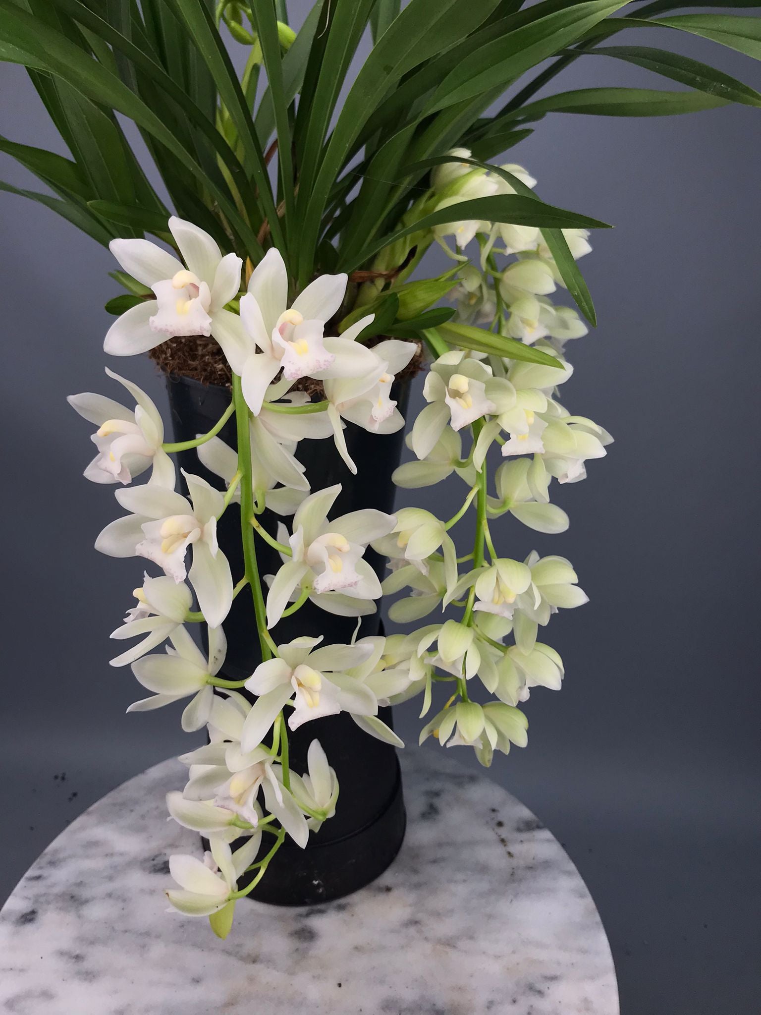 Cymbidium Sarah Jean "Ice Cascade"