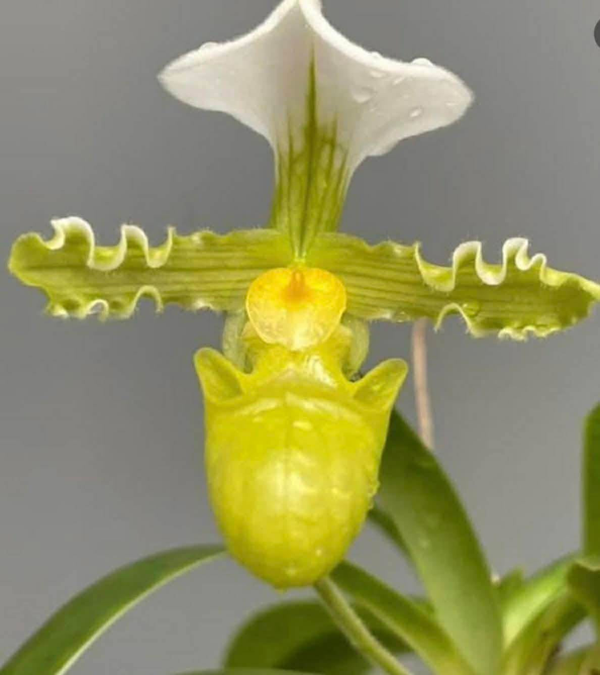 Paphiopedilum tranlienianum alba