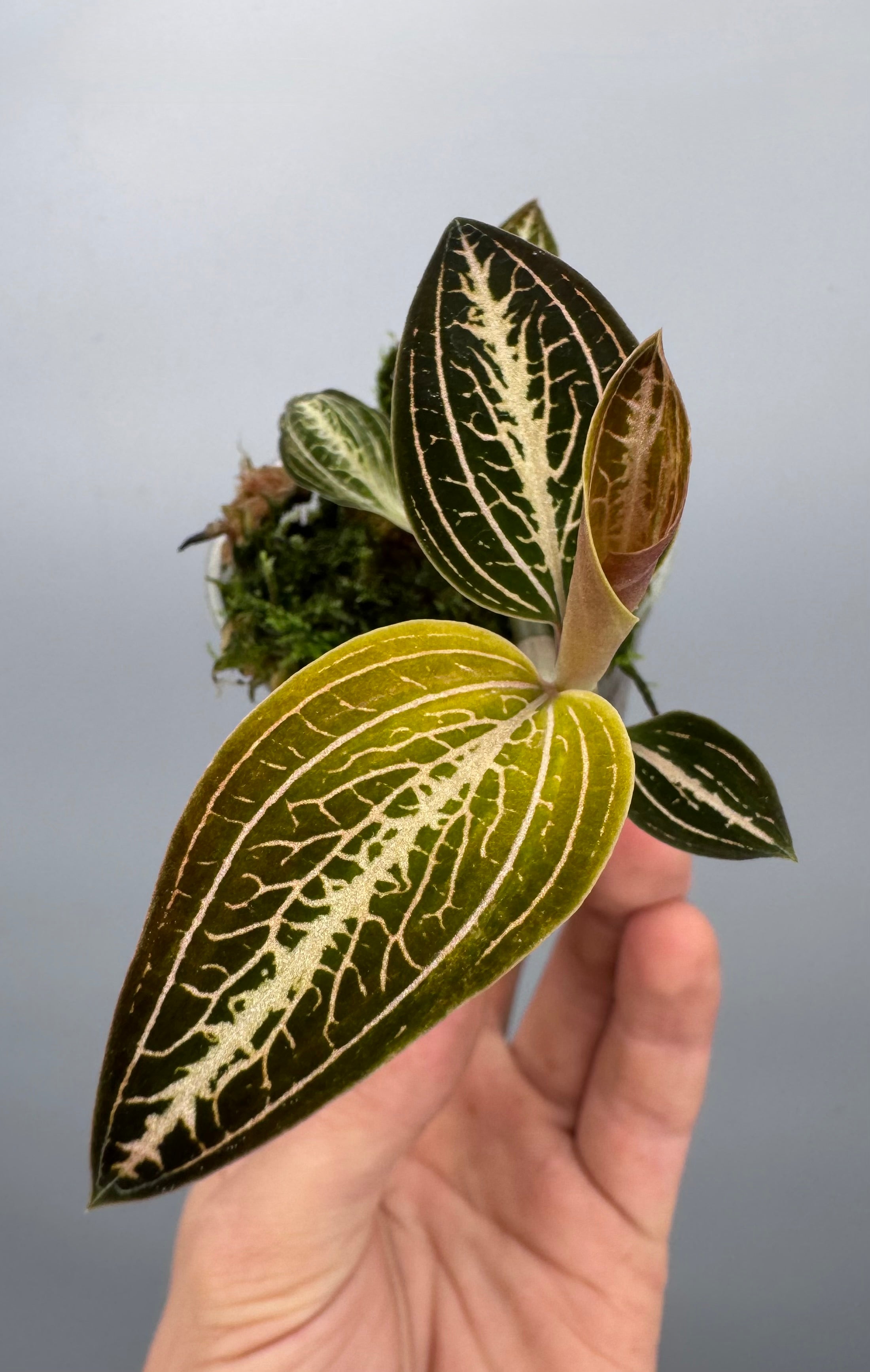 Anoectochilus reinwardtii x Ludisia discolor