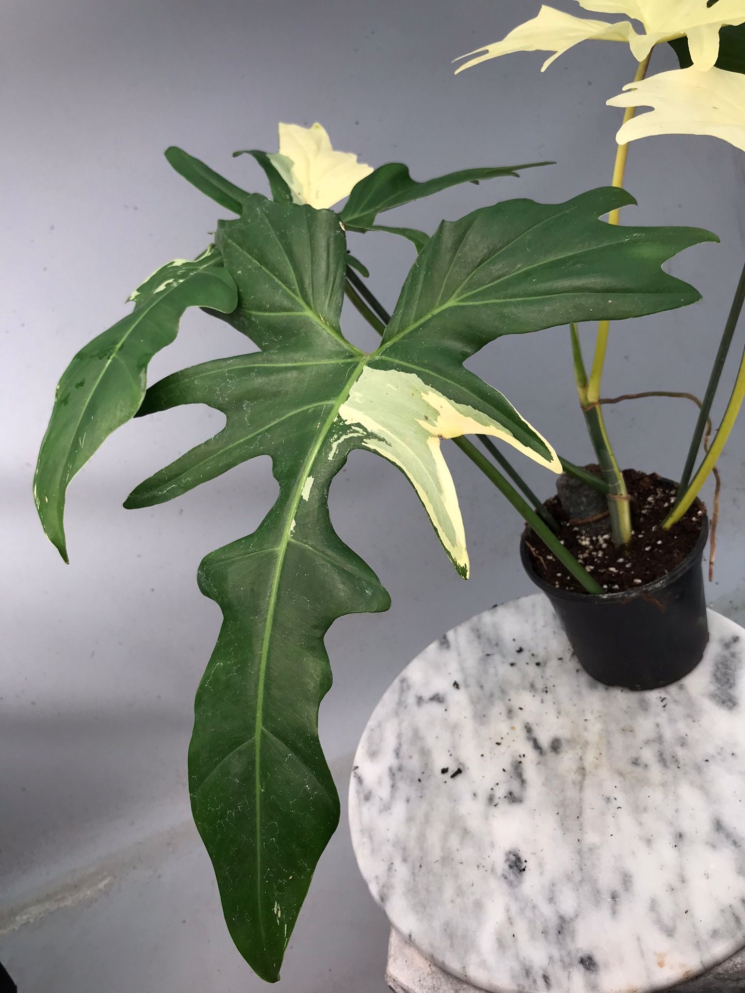 Philodendron Golden Dragon variegated albo (Nr 2)