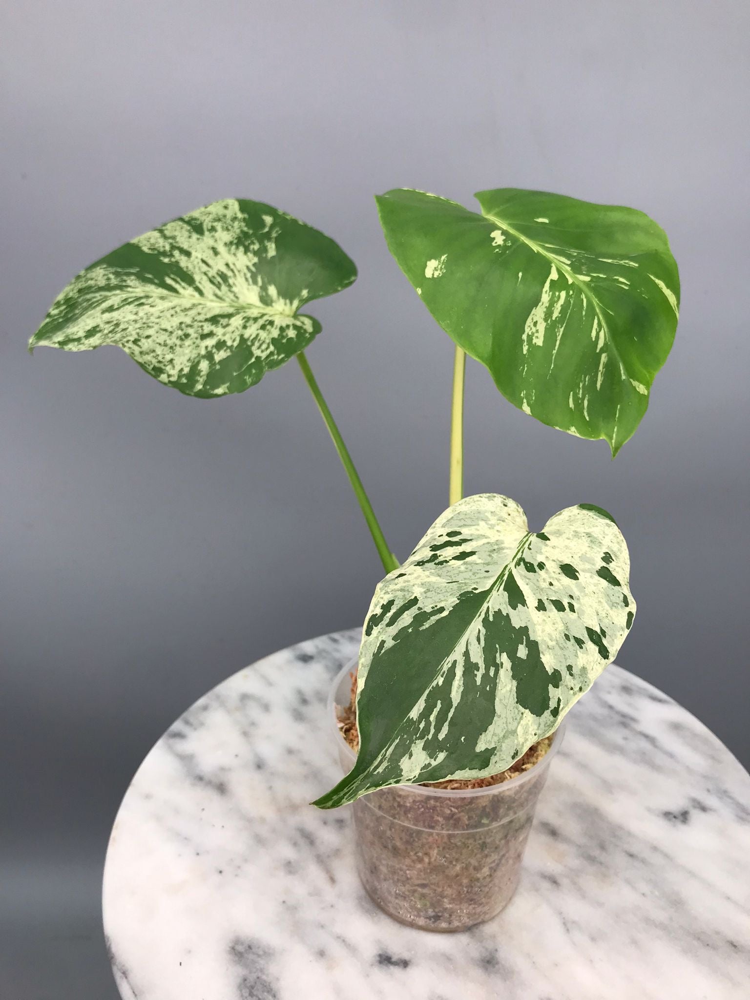 Monstera bulbasaur